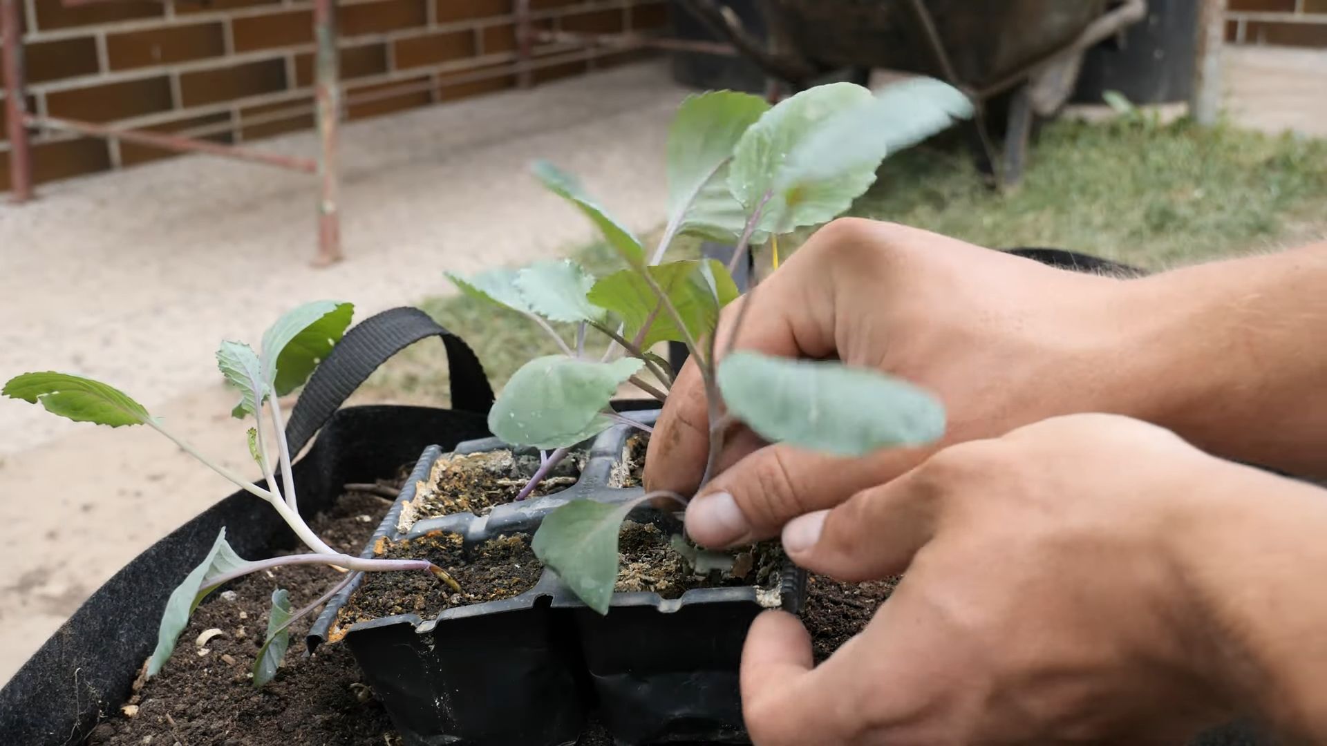 Grow Red Cabbage at Home