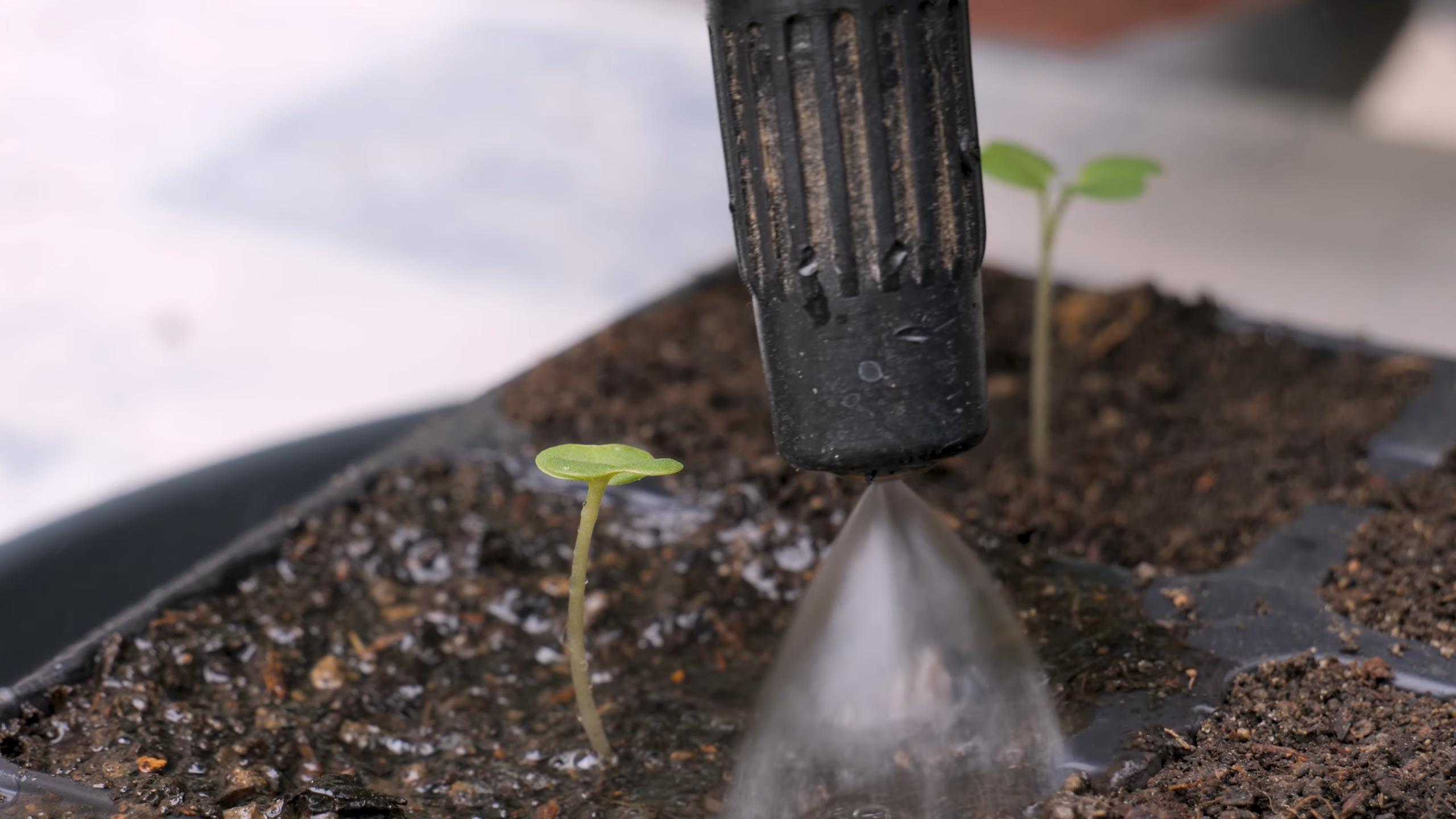 Growing Rutabaga and Swede
