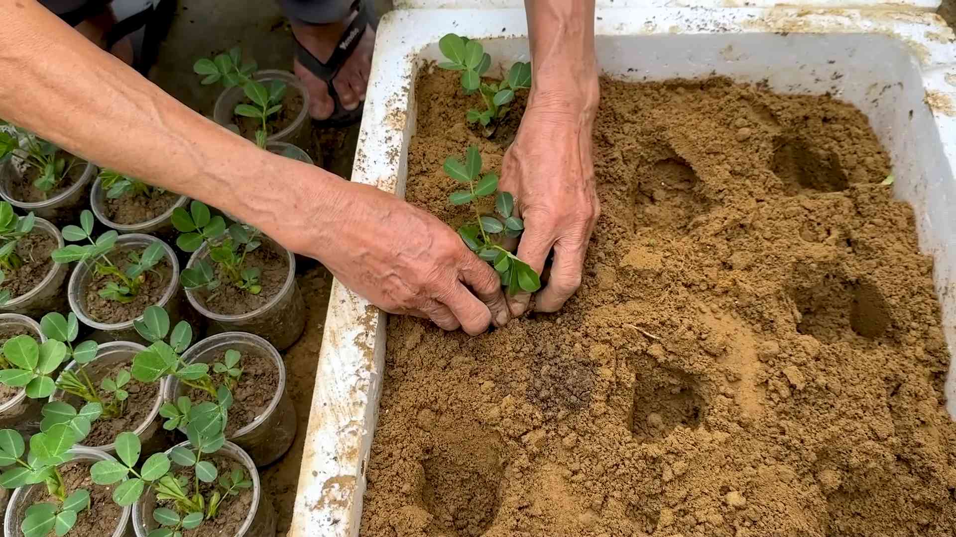 Peanut Gardening Foam Boxes