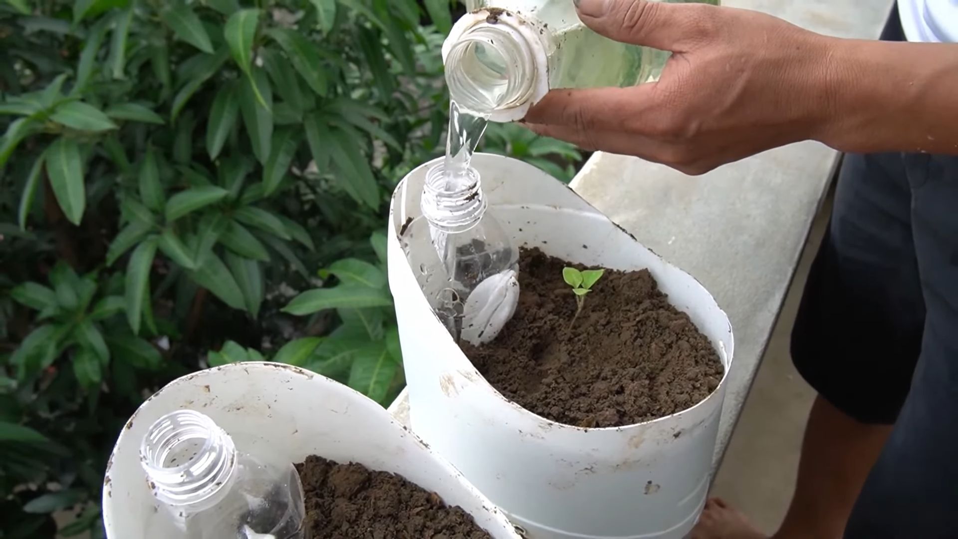 Balcony Bell Pepper Gardening