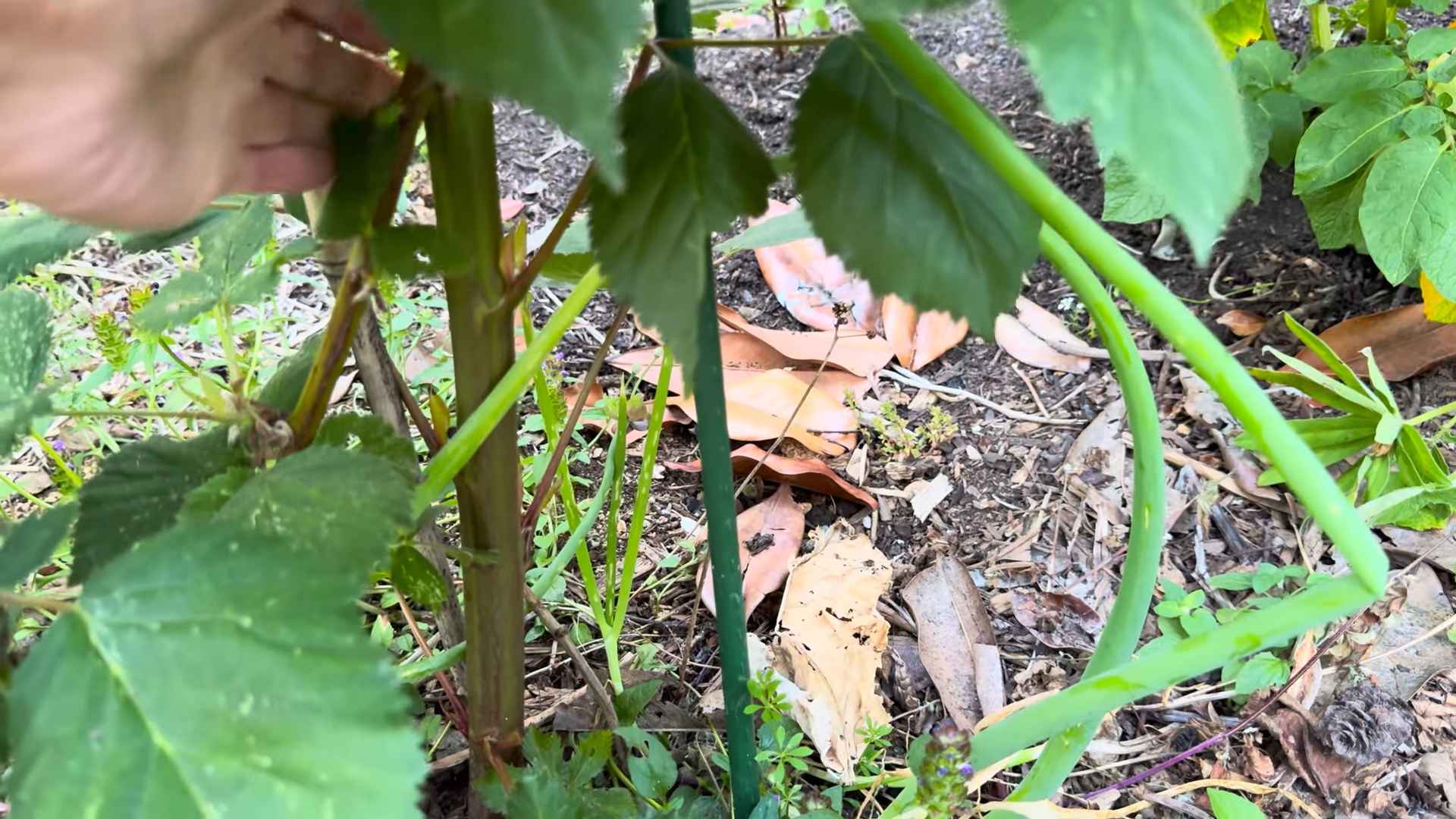 Growing Honeyberries