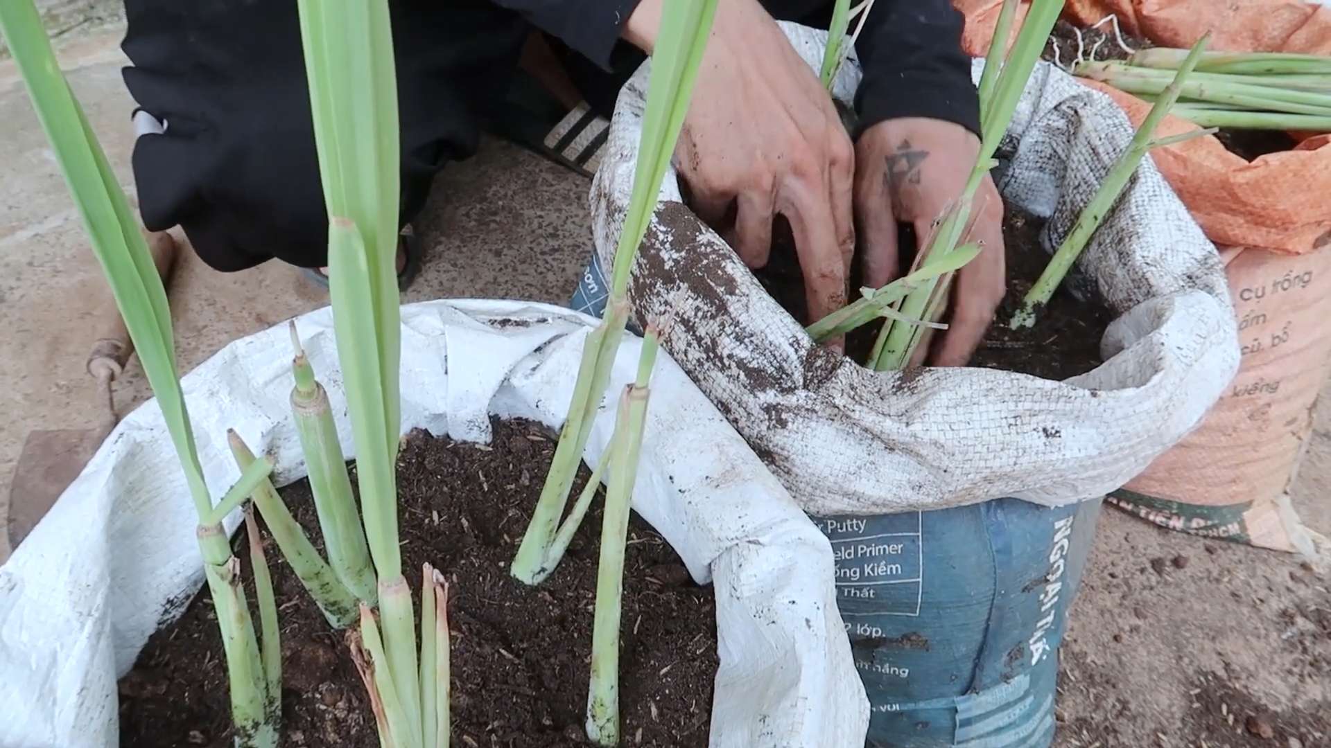 Grow Crunchy Carrots at Home