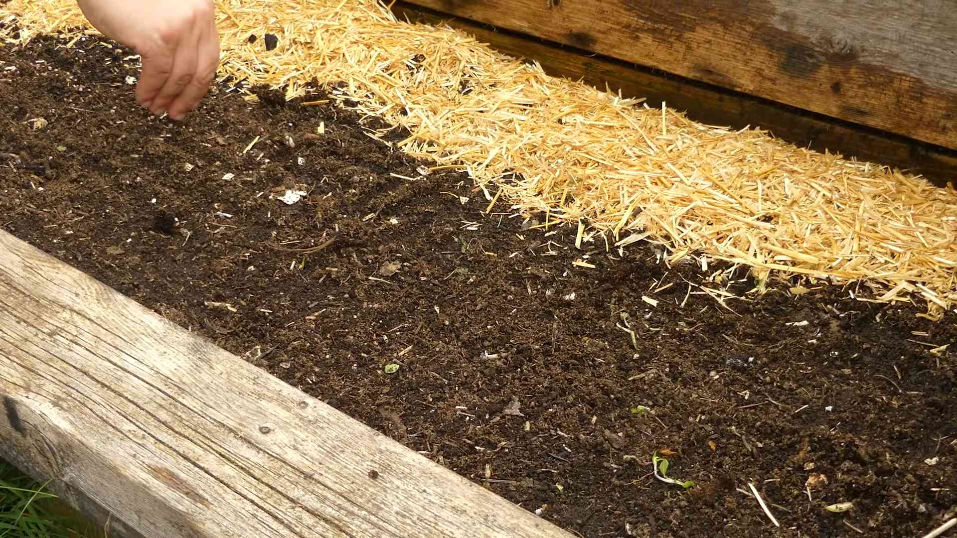 Grow Radishes Indoors