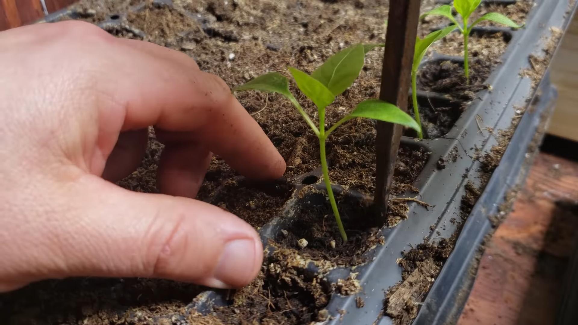Growing Peppers in Small Spaces