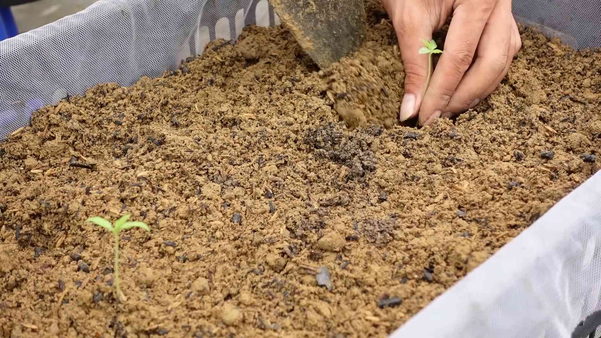 Grow Tomatoes at Home