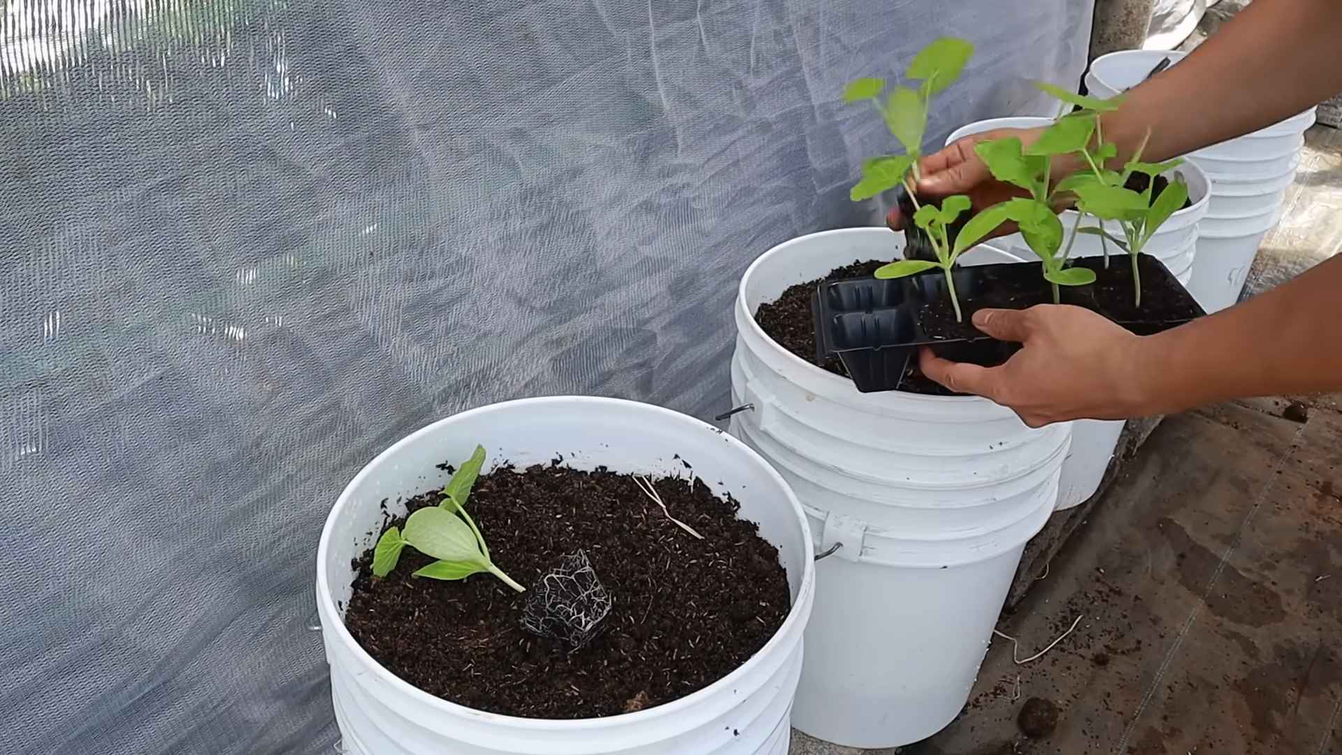Growing Zucchini in Pots