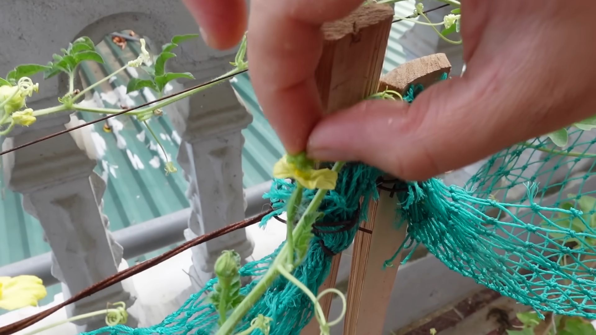 Grow Watermelon at Home