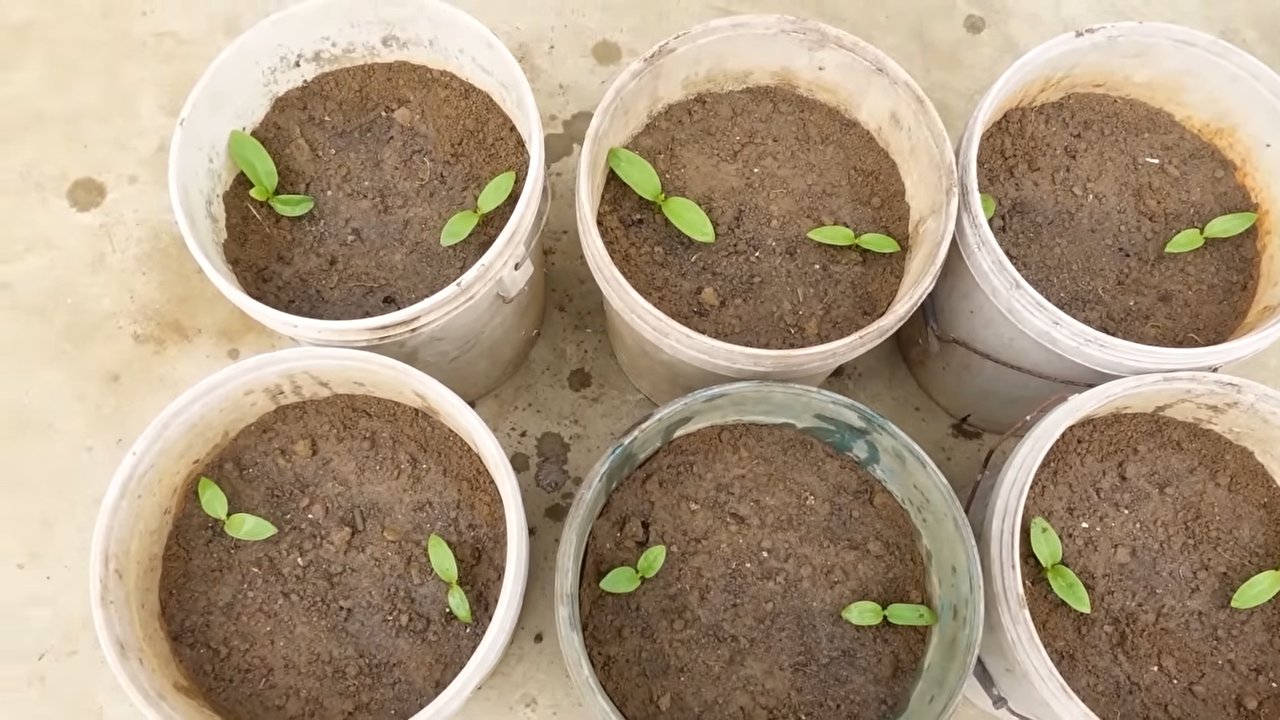 Vertical Gardening DIY