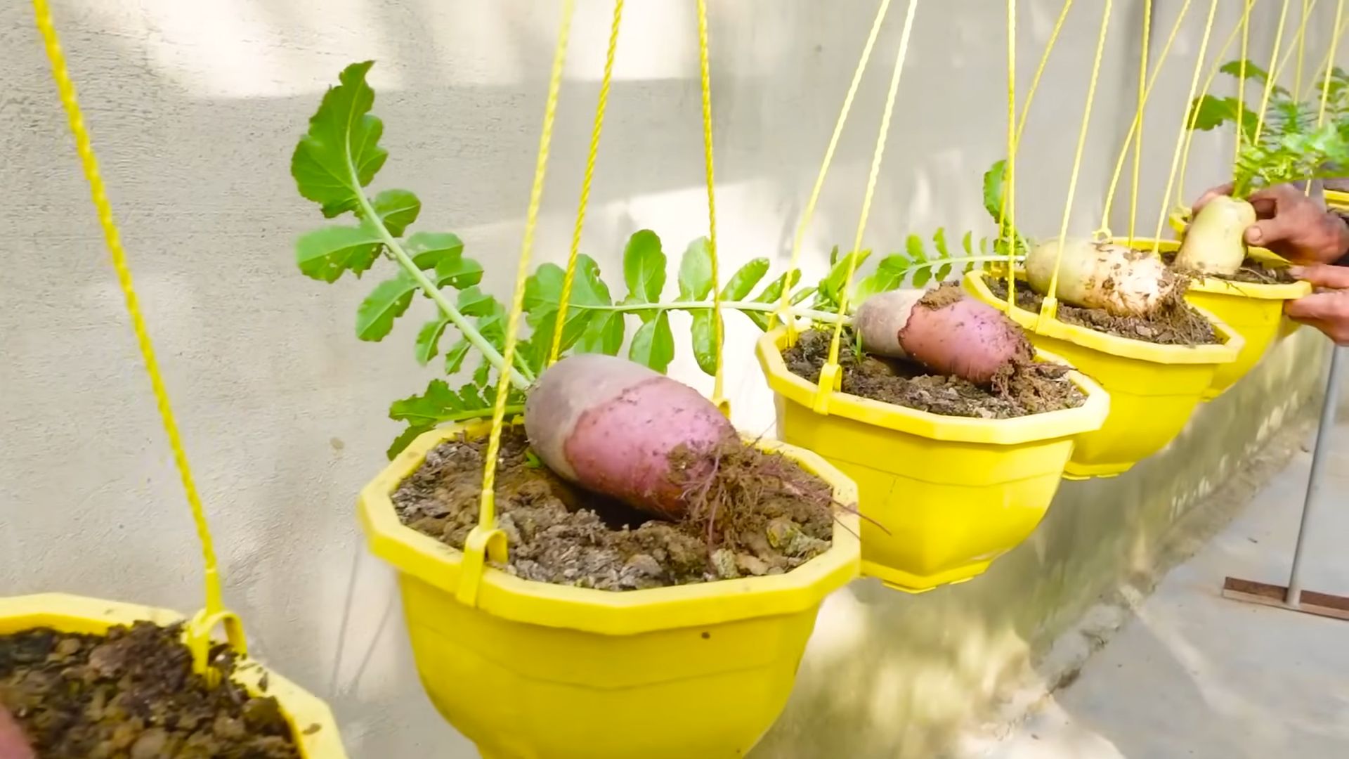 Growing Radishes Beginners