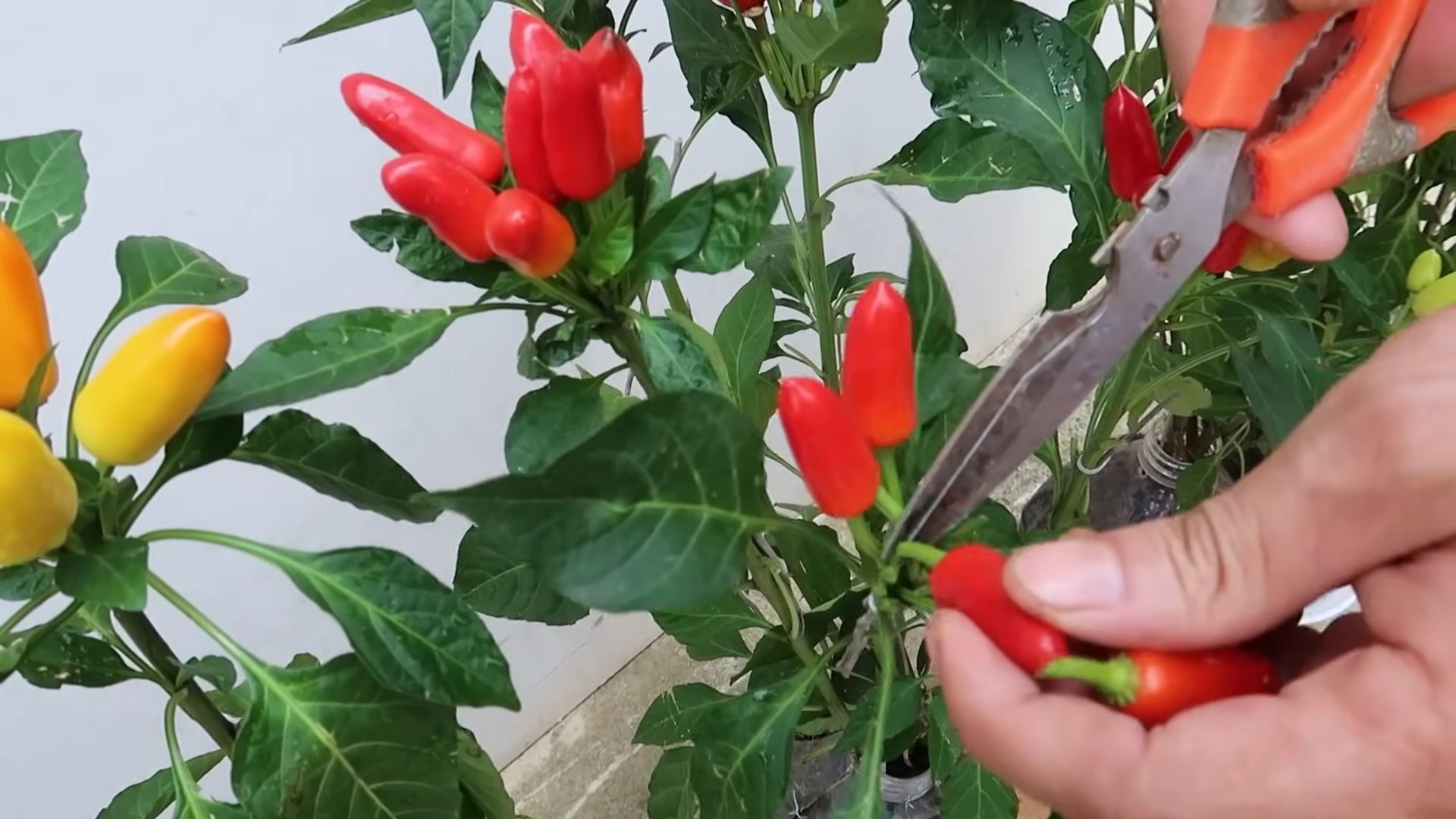 Recycled bottle pepper gardening