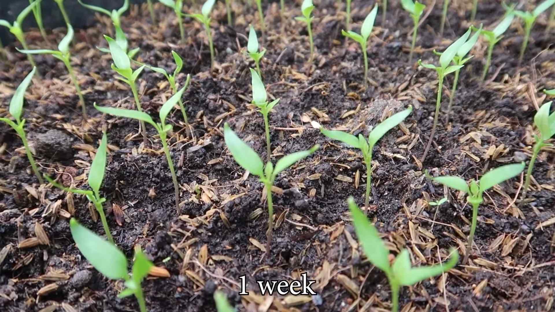Bottle Grown Chili Peppers