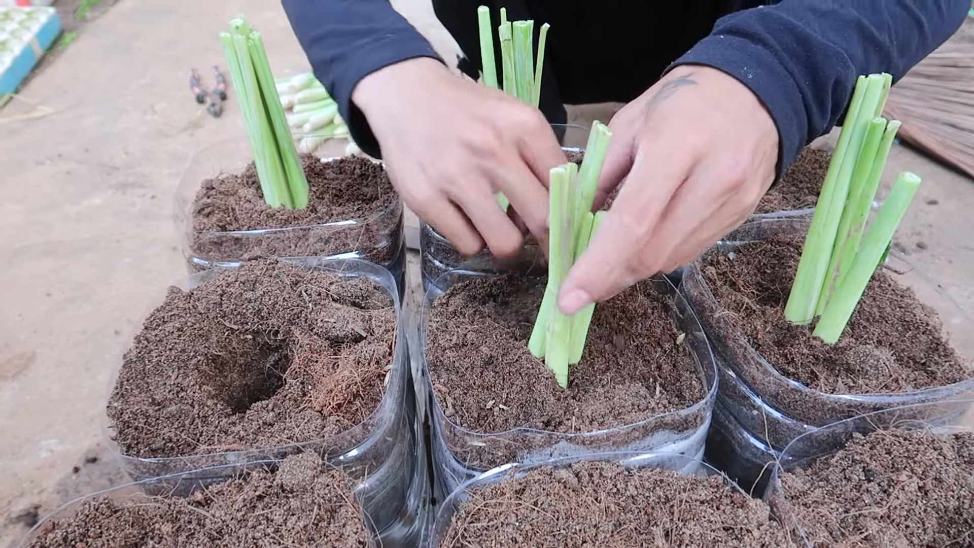 Grow Lemongrass Faster
