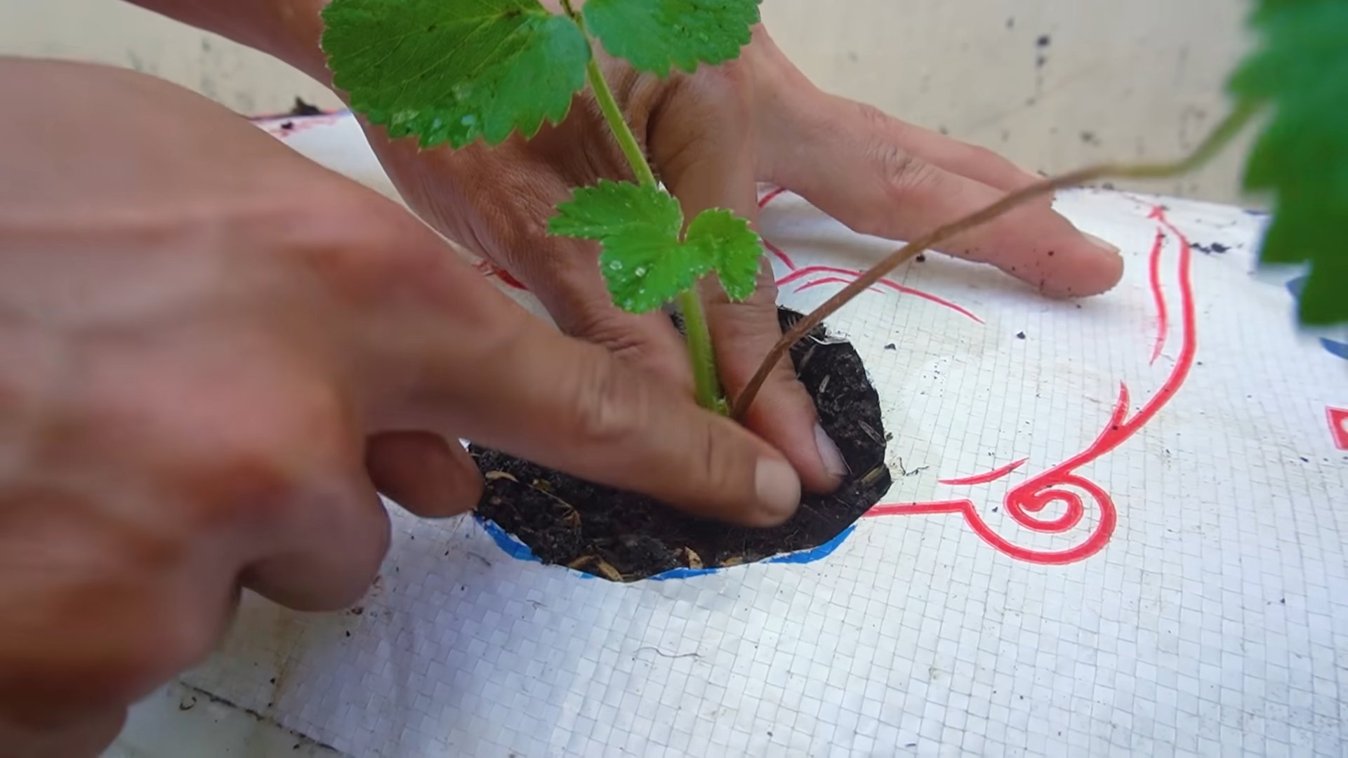 Grow Strawberries in 4 Months
