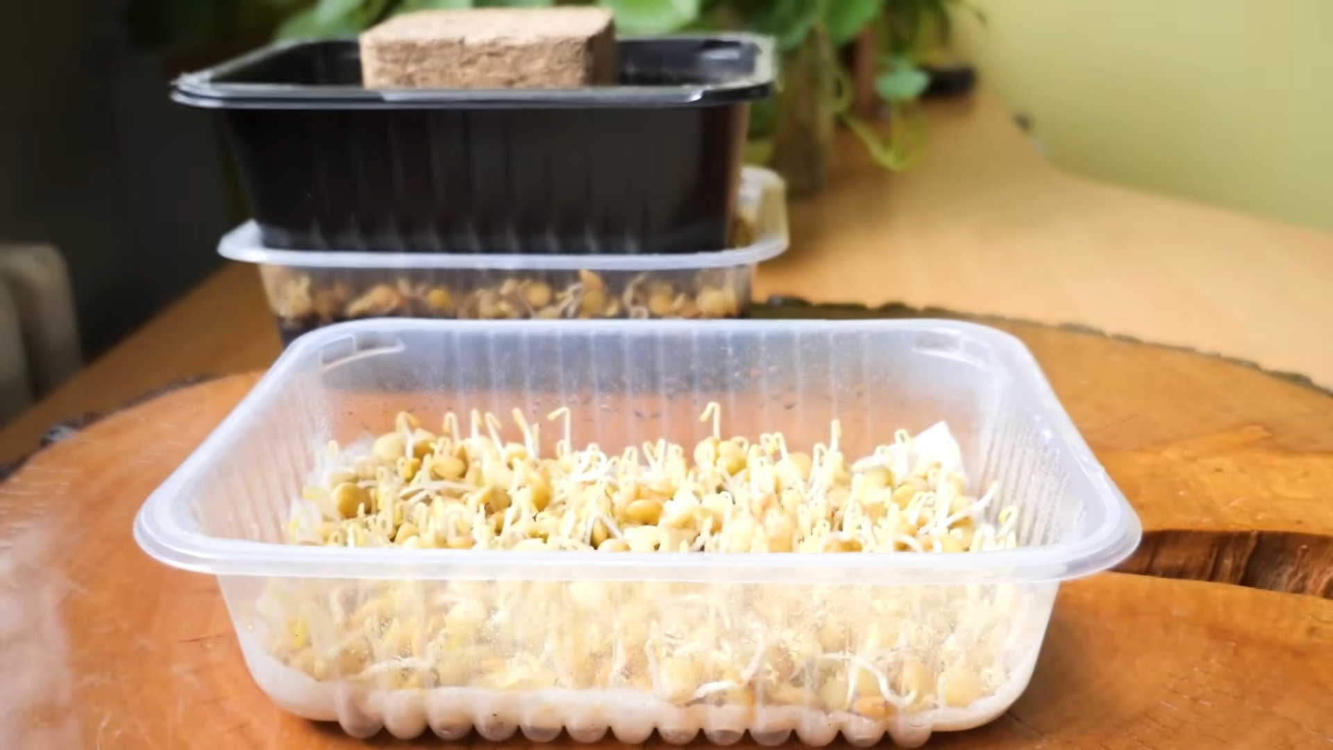 Grow Microgreens at Home