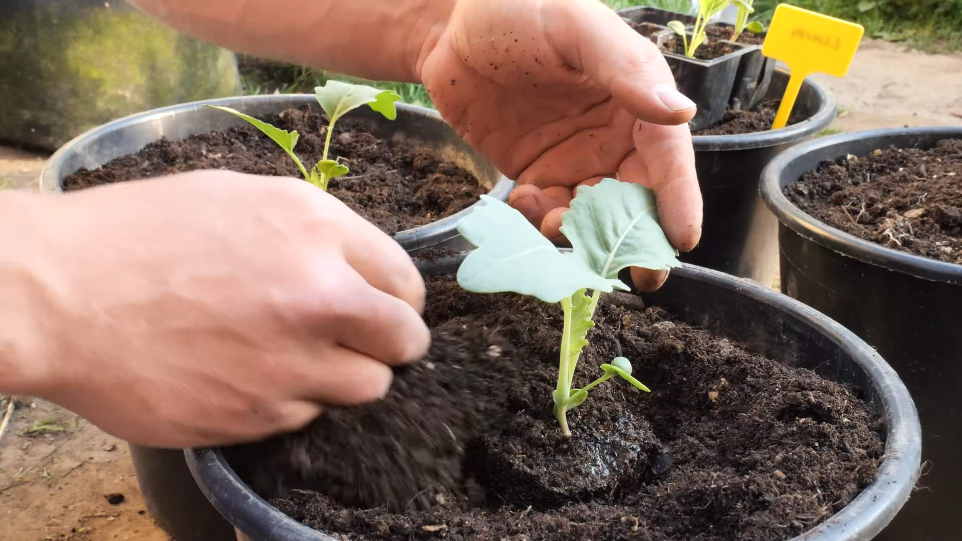 Growing Kohlrabi Tips