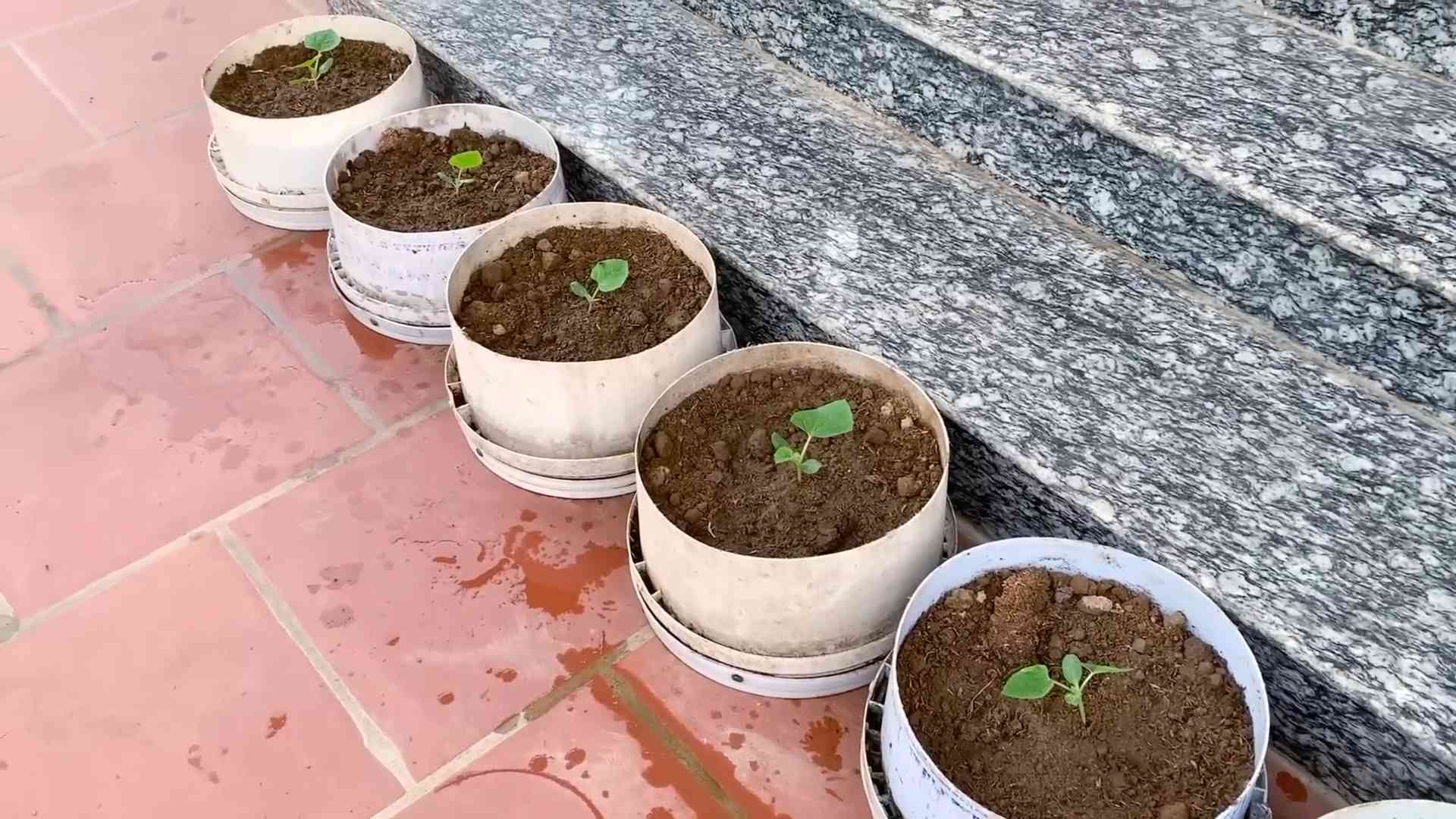 Grow Sweet Melons