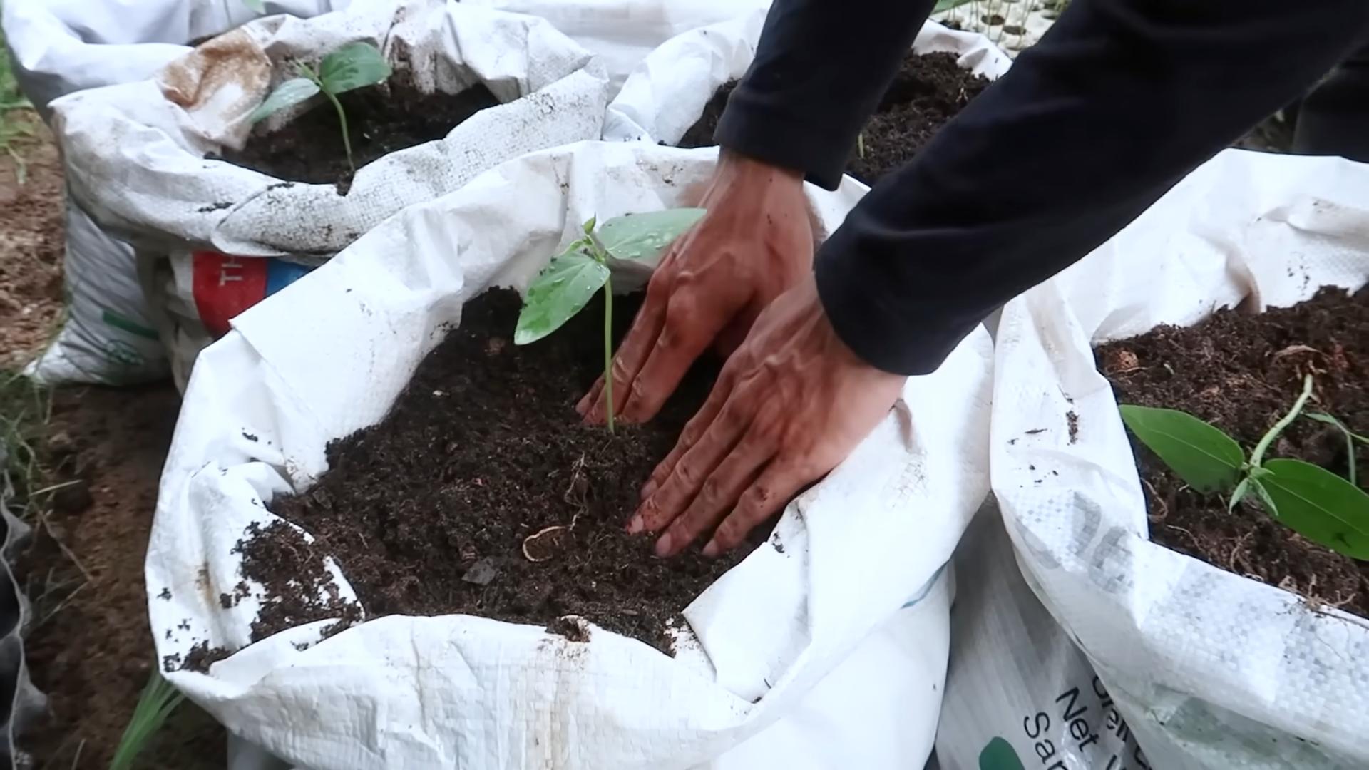 Growing Long Beans in Pots