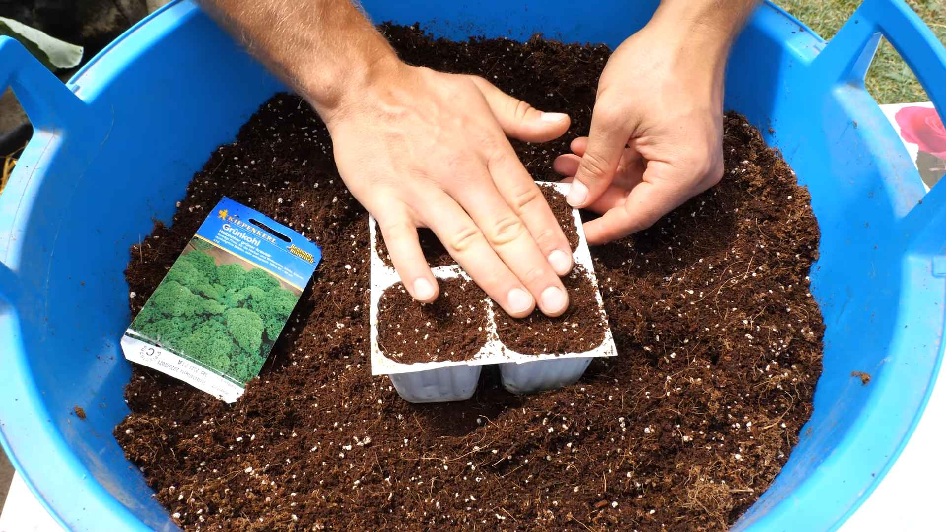 Growing kale without garden