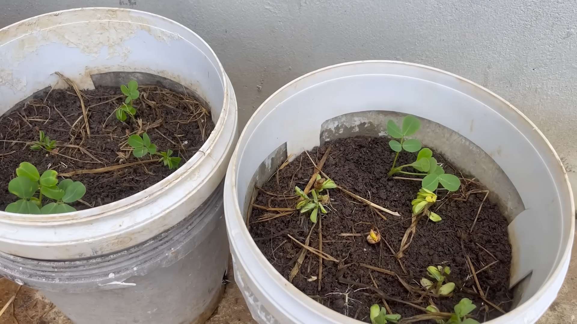 Grow Peanuts in Buckets