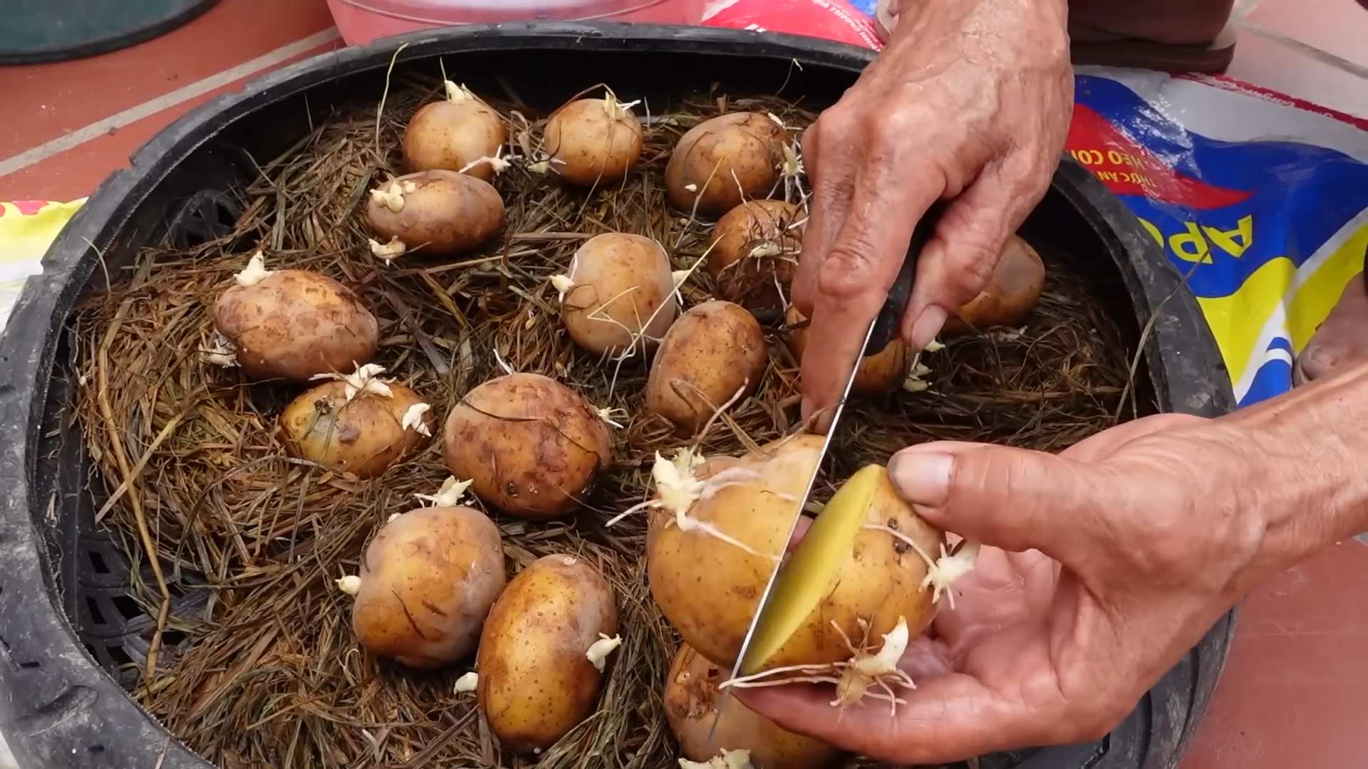 Soilless Potato Growing