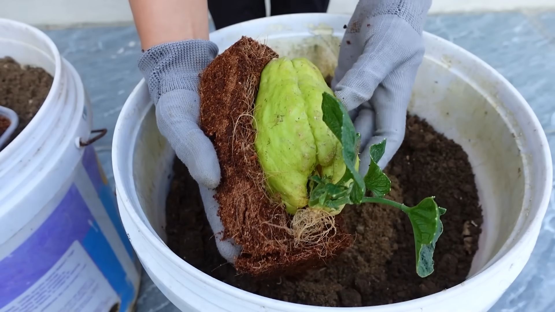 Grow Chayote Small Spaces
