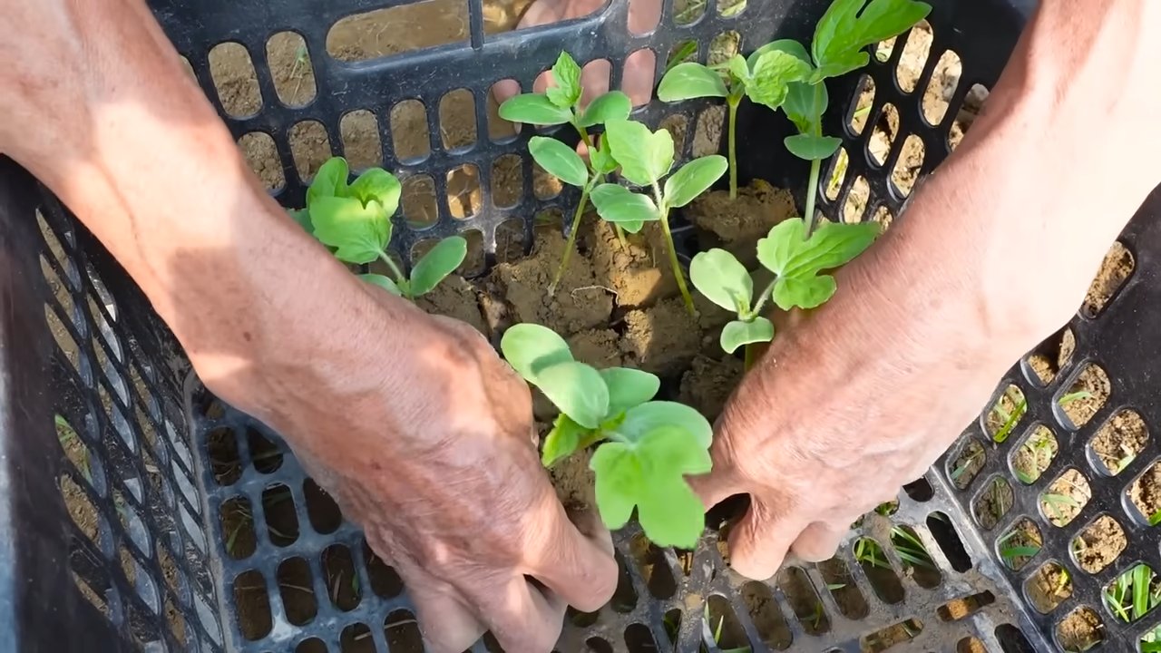 Grow Watermelons at Home