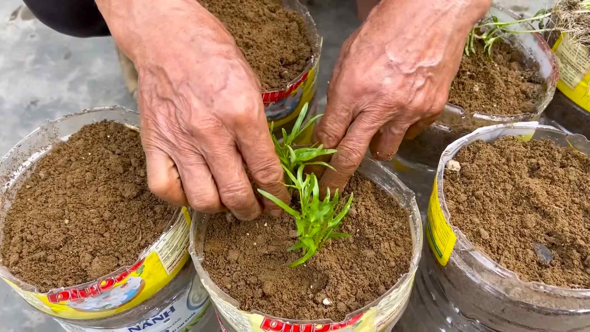 Growing Water Spinach Home