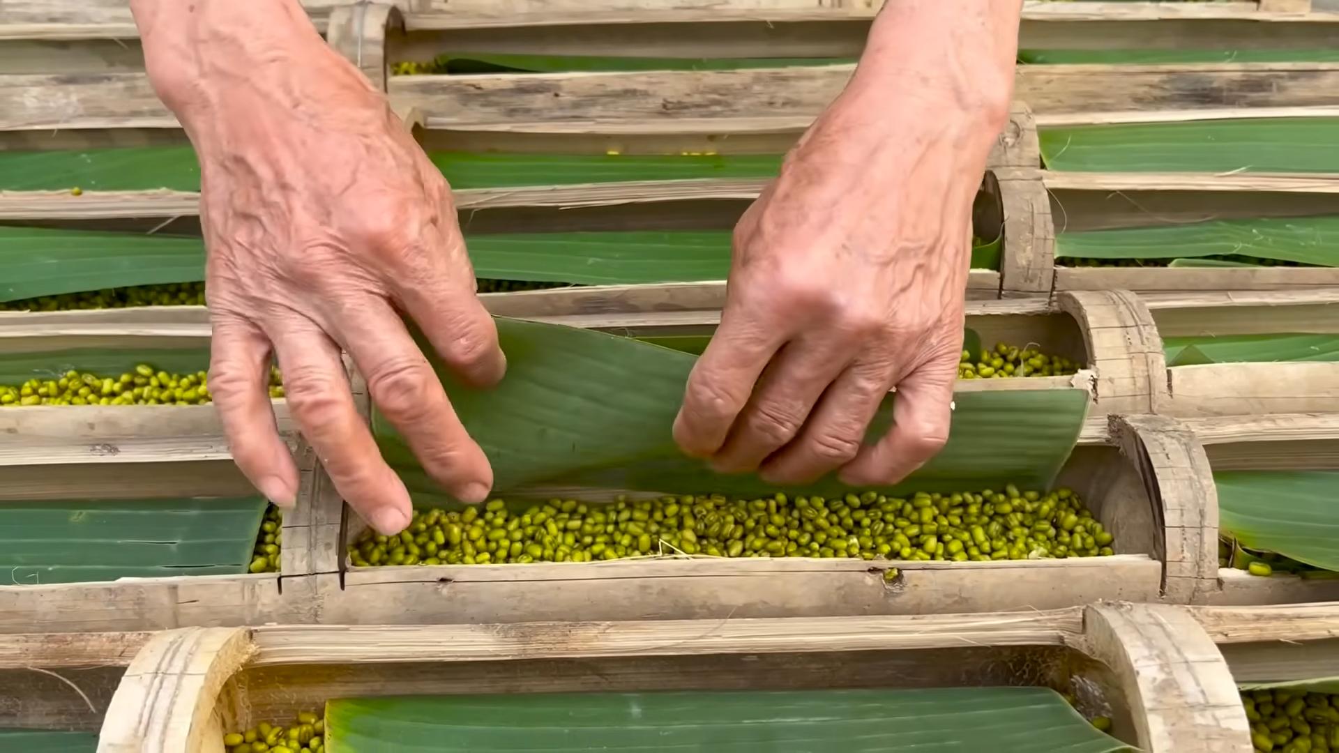 Bean Sprout Gardening DIY