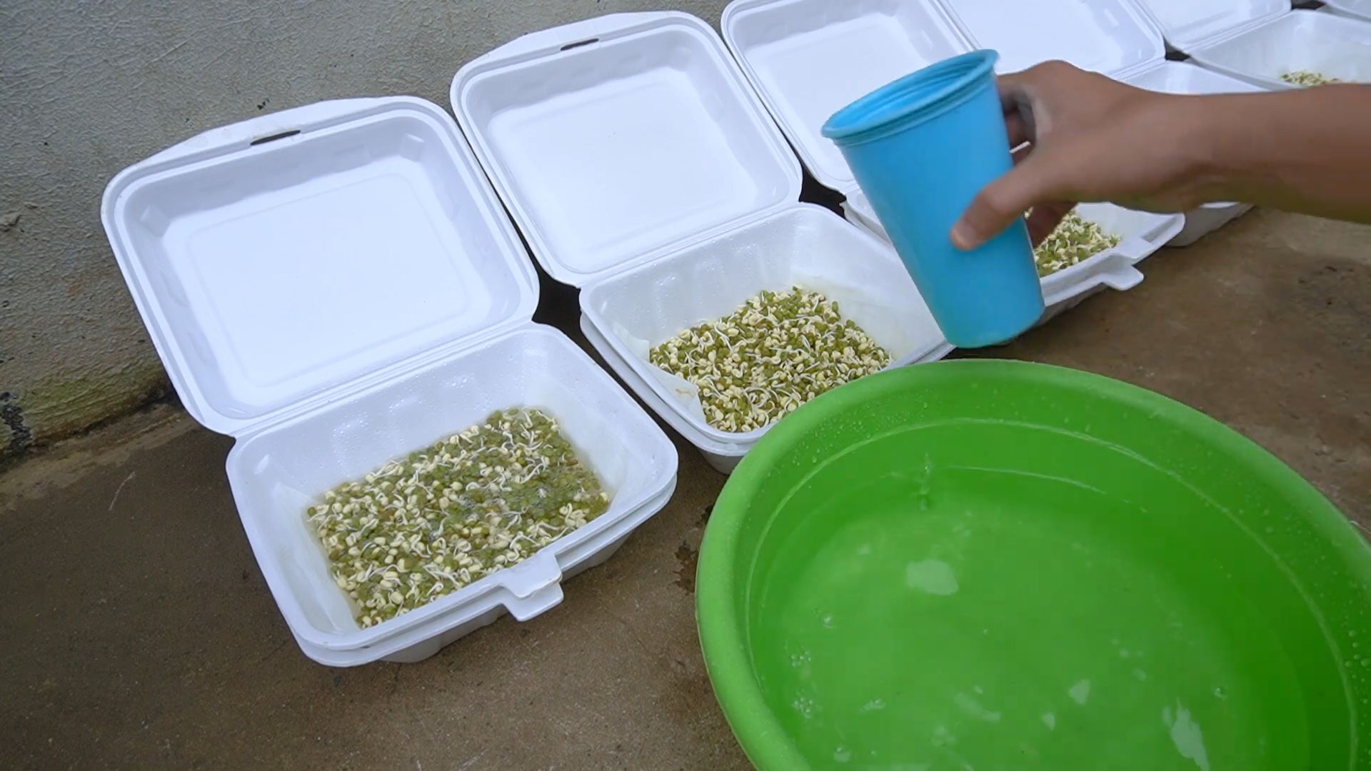 Grow Bean Sprouts at Home