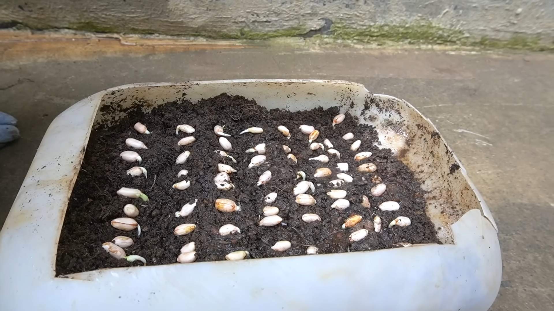 Barrel Gardening Cantaloupes