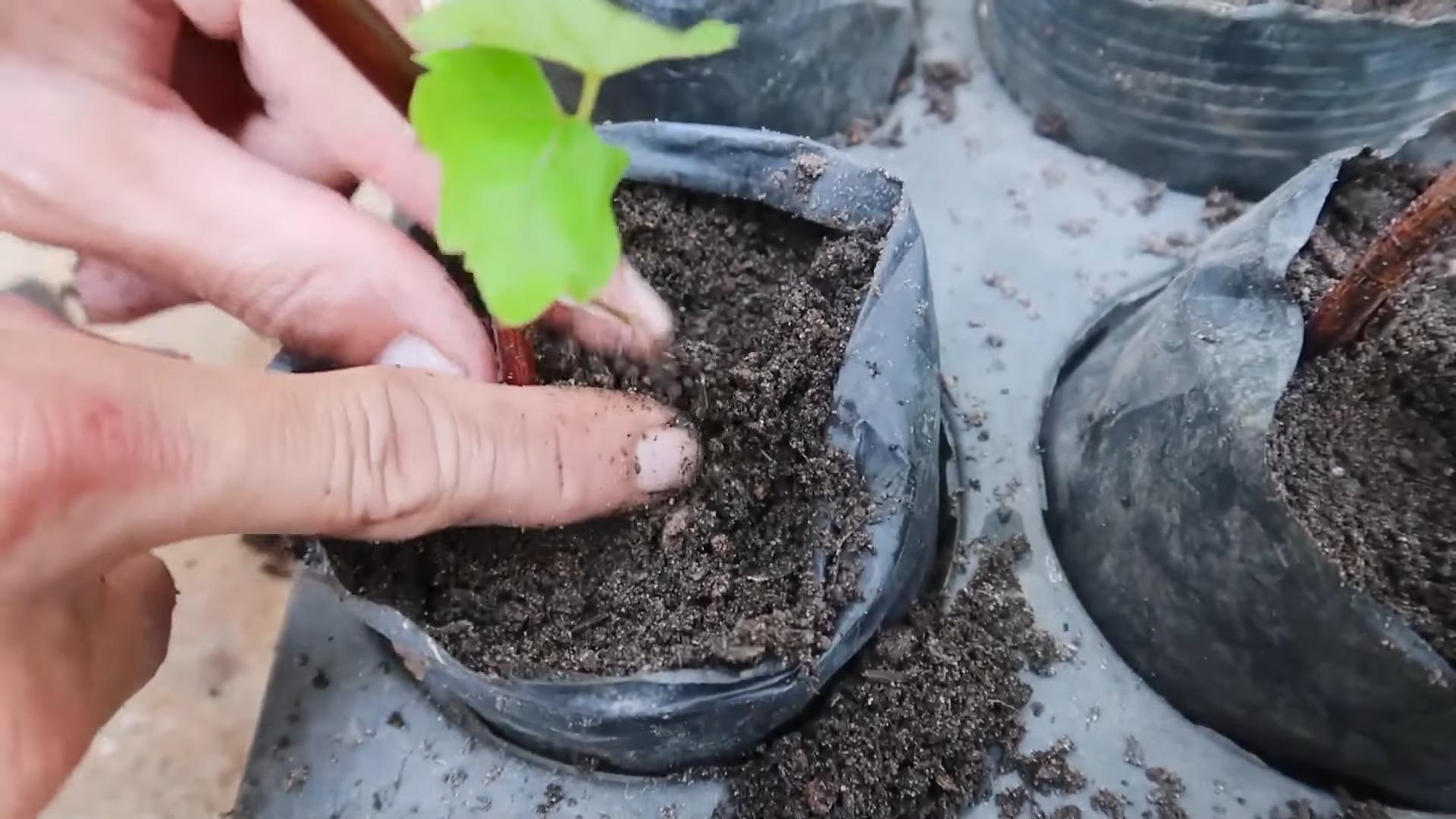 Propagating plants in June