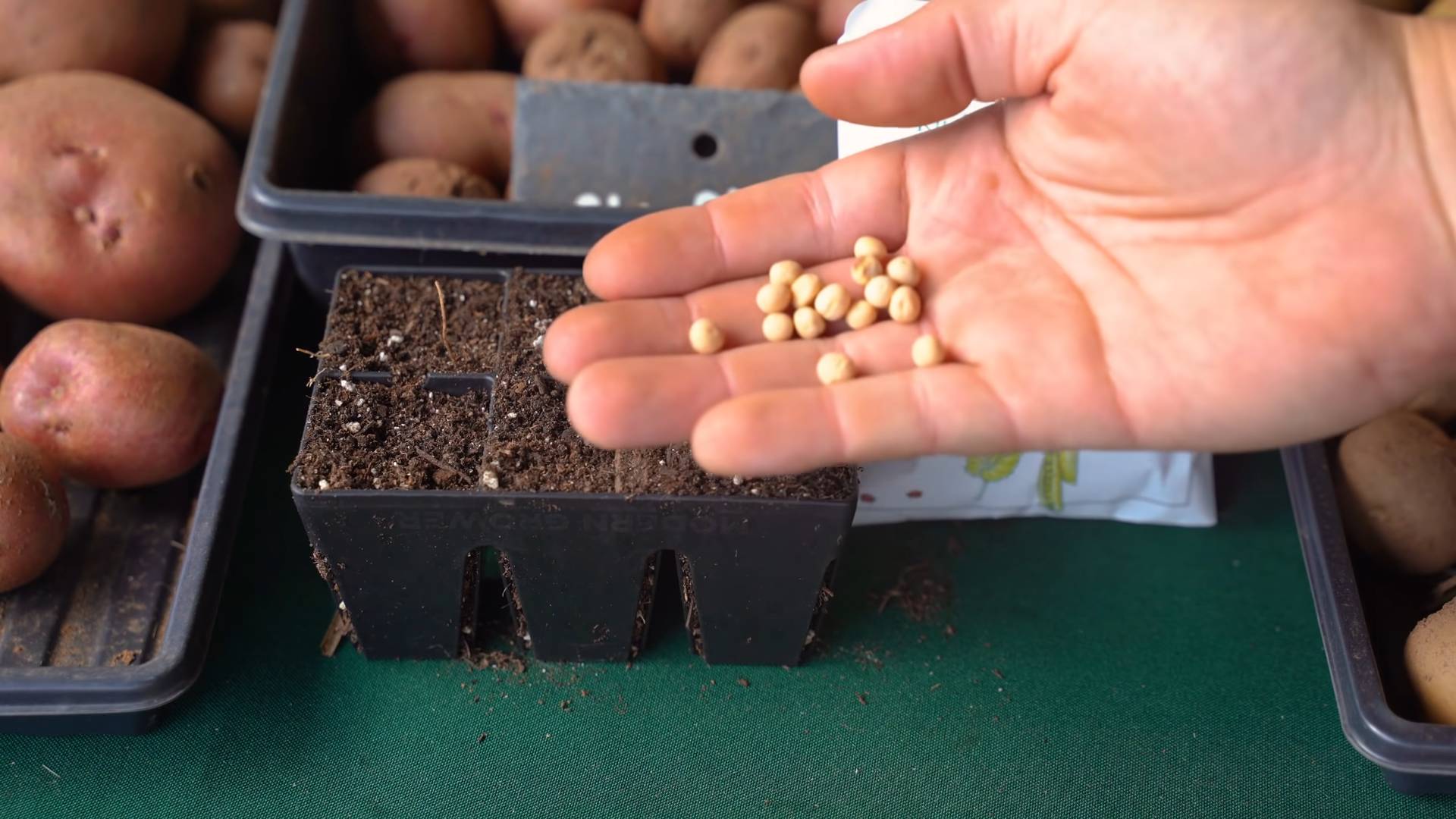Grow Peas Indoors Successfully