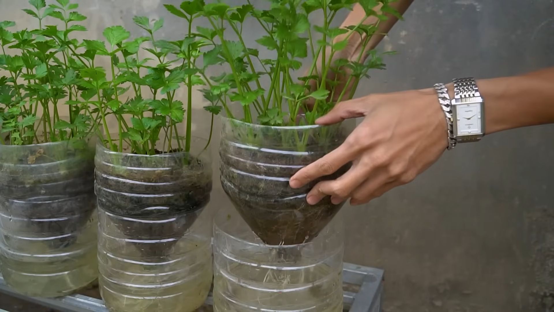 Grow Celery at Home