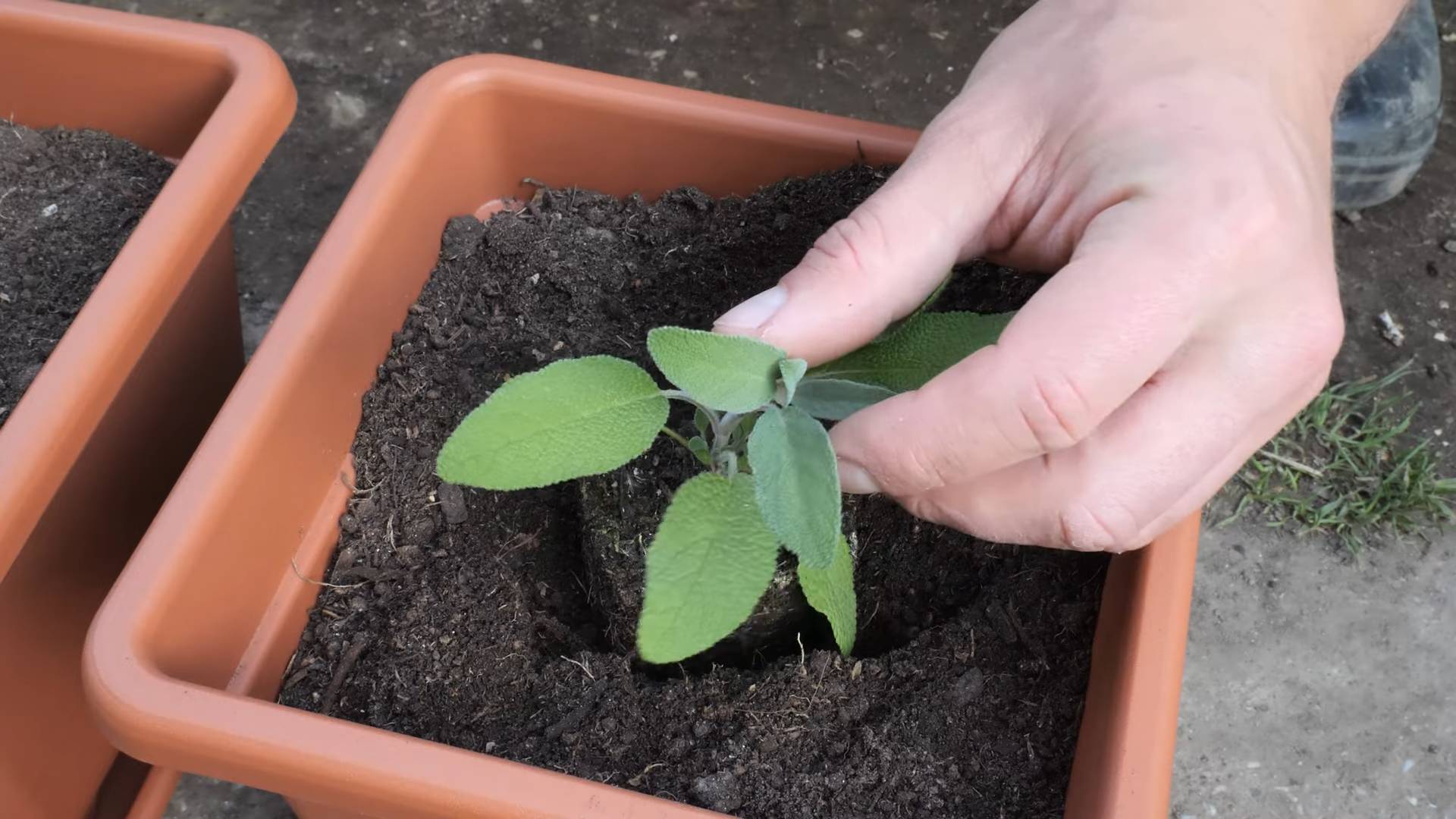 Grow Sage in Pots