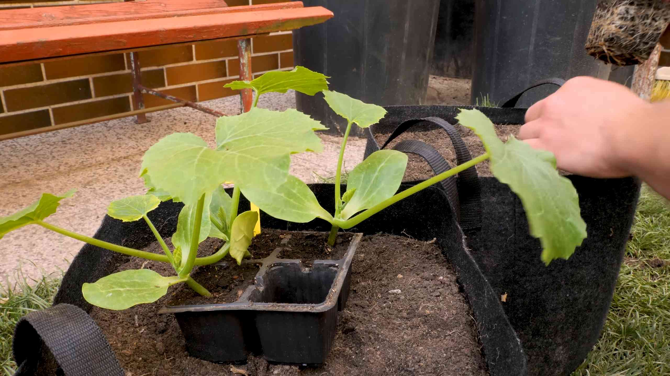 Container Sunflowers