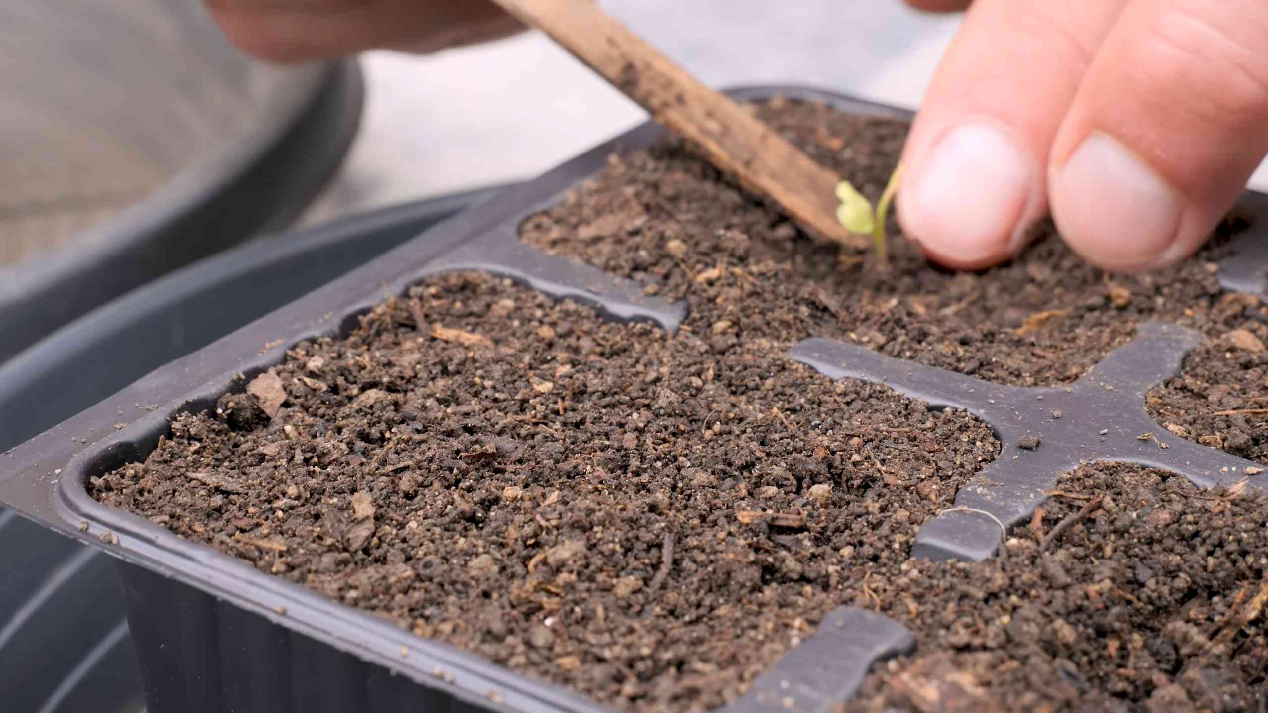 Grow Romanesco Cauliflower at Home