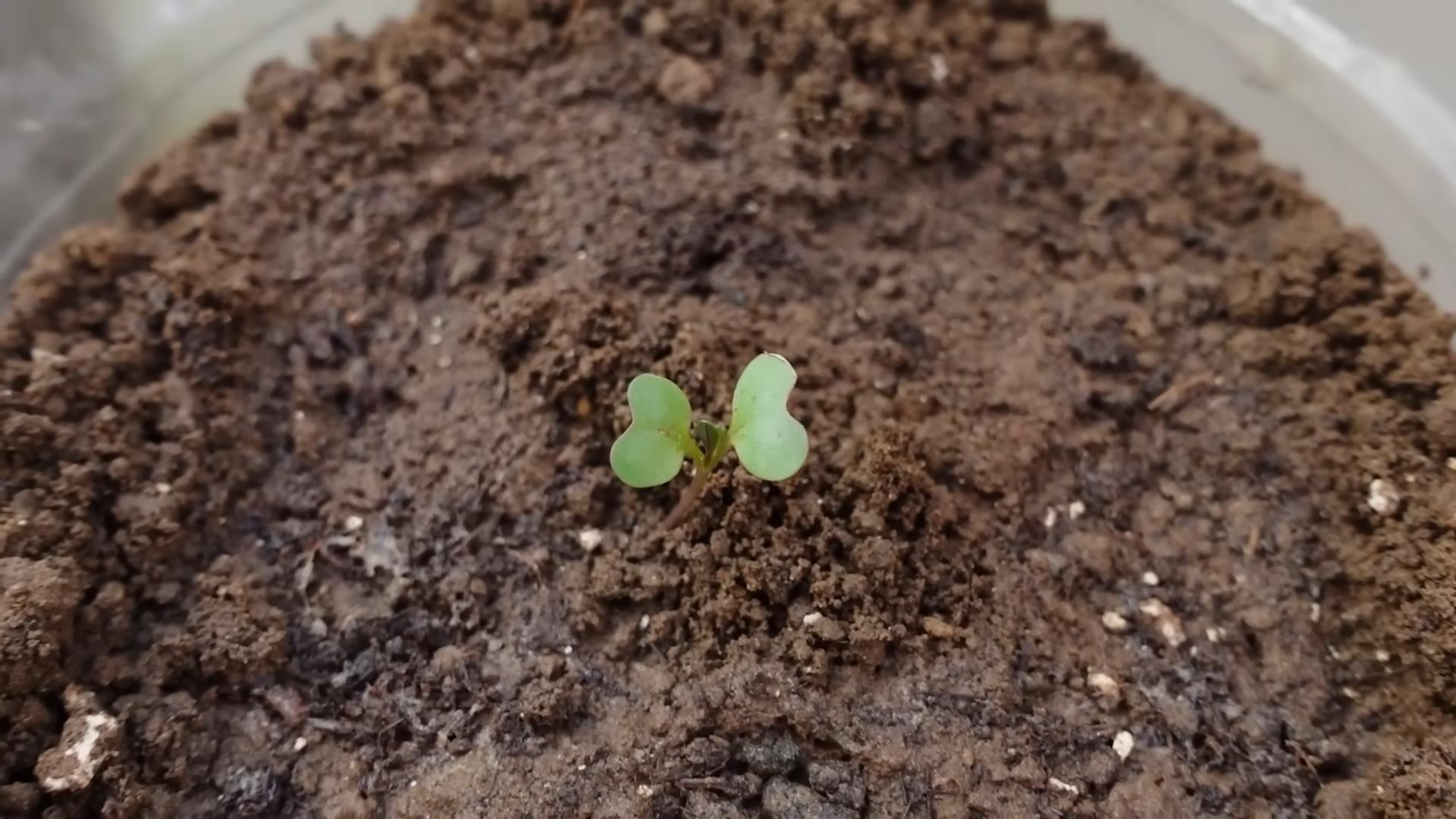Cabbage Growing with Plastic Bottles