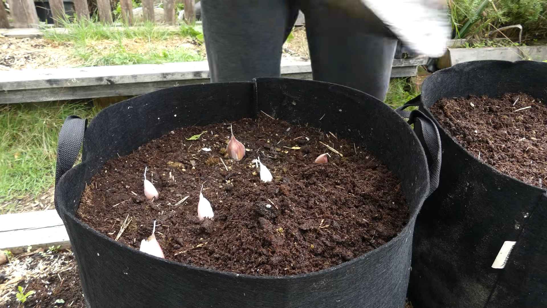 Indoor Garlic Growing