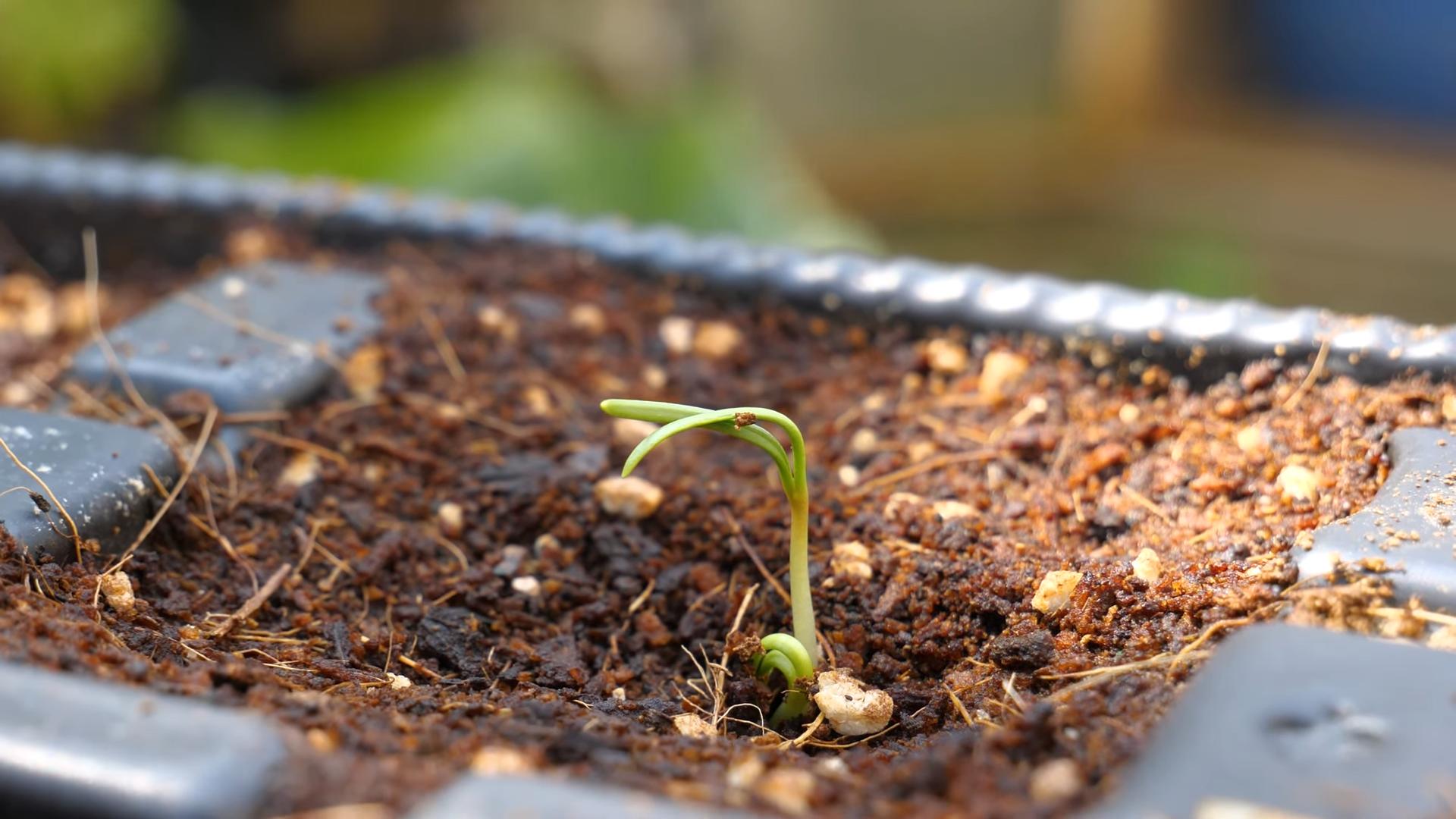 Fast growing container spinach