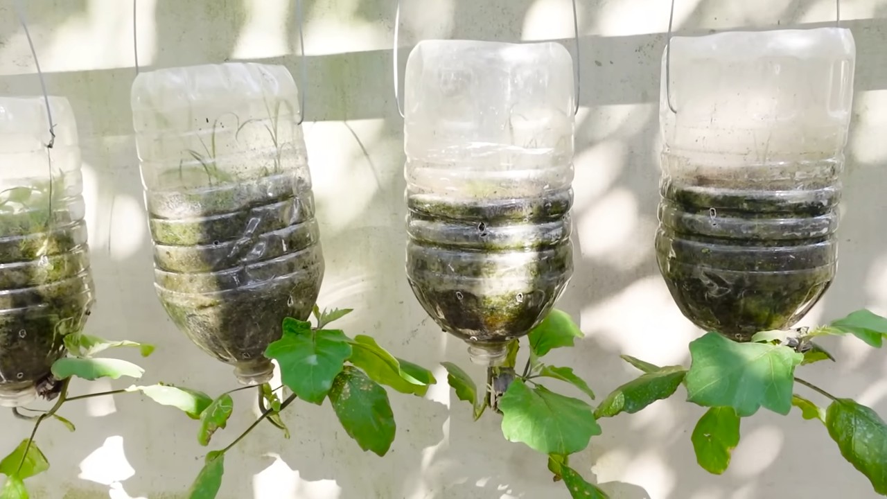 Grow More Eggplants