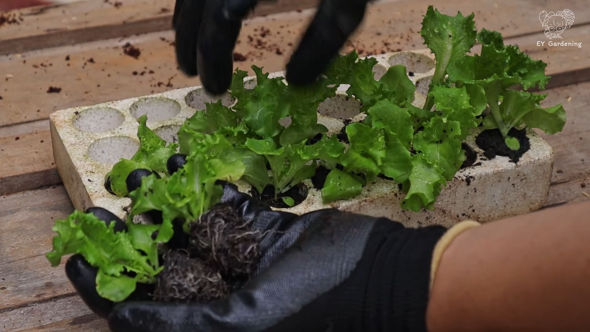 Grow lettuce at home