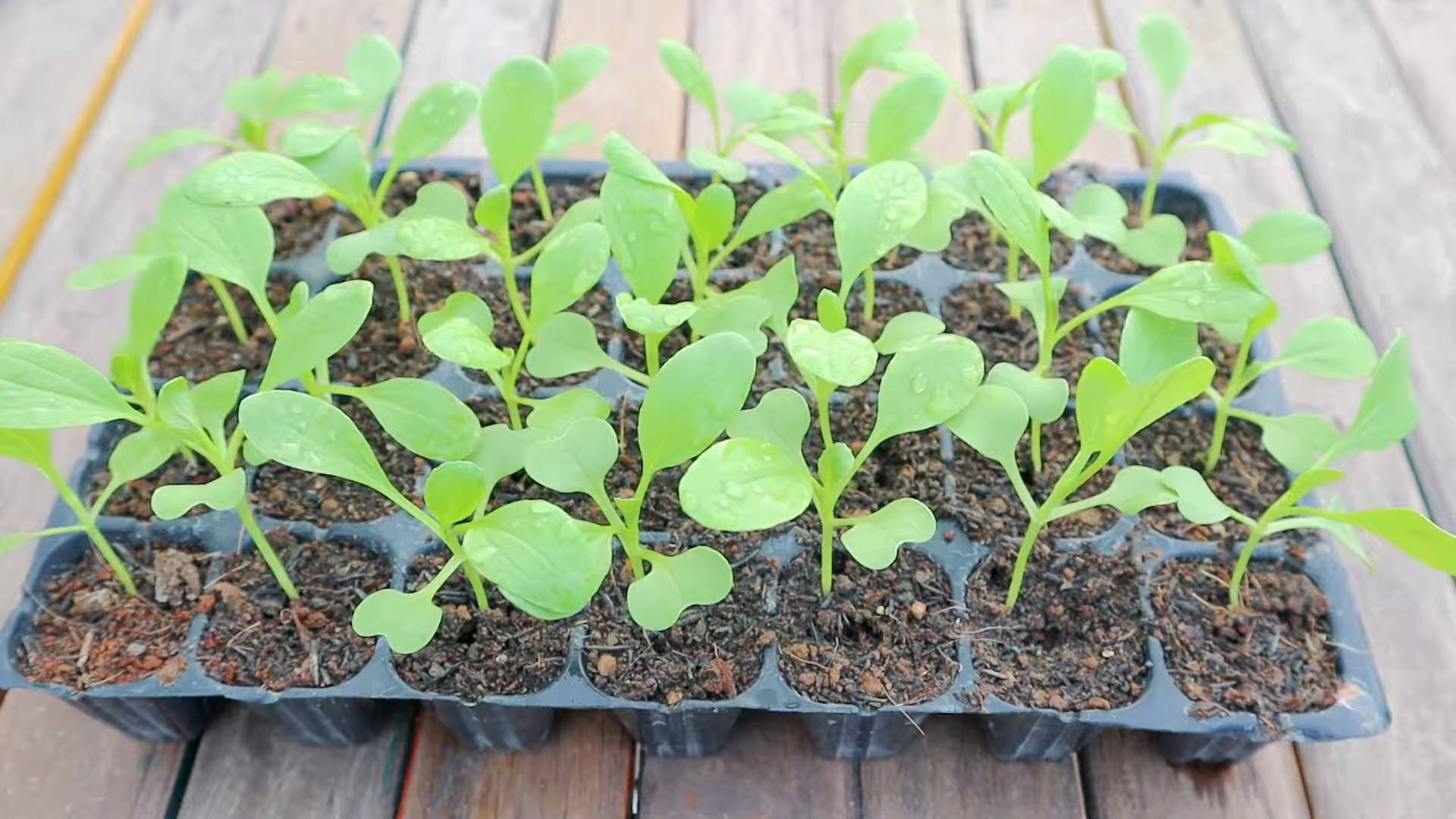 Grow Bok Choy Indoors