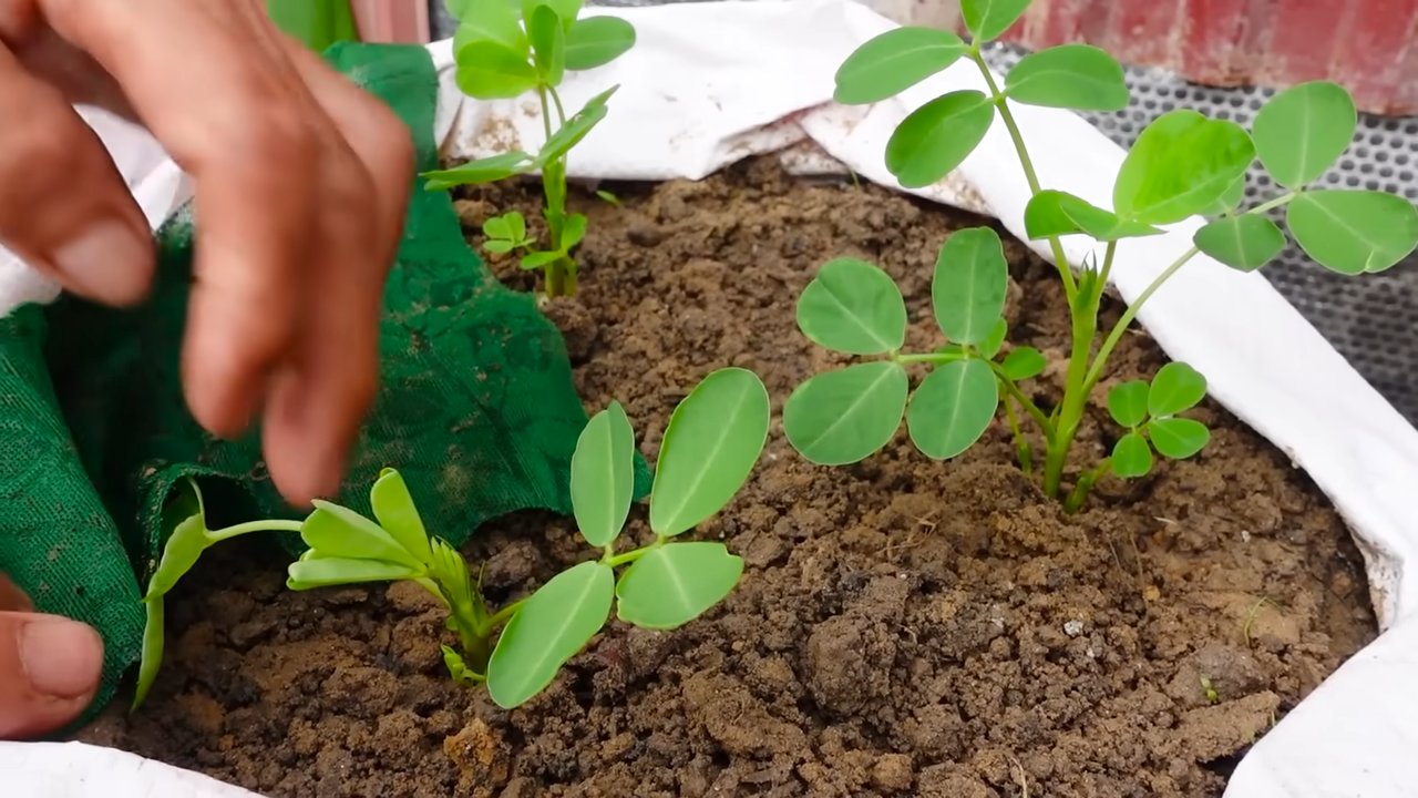 Growing Peanuts Beginners Tips