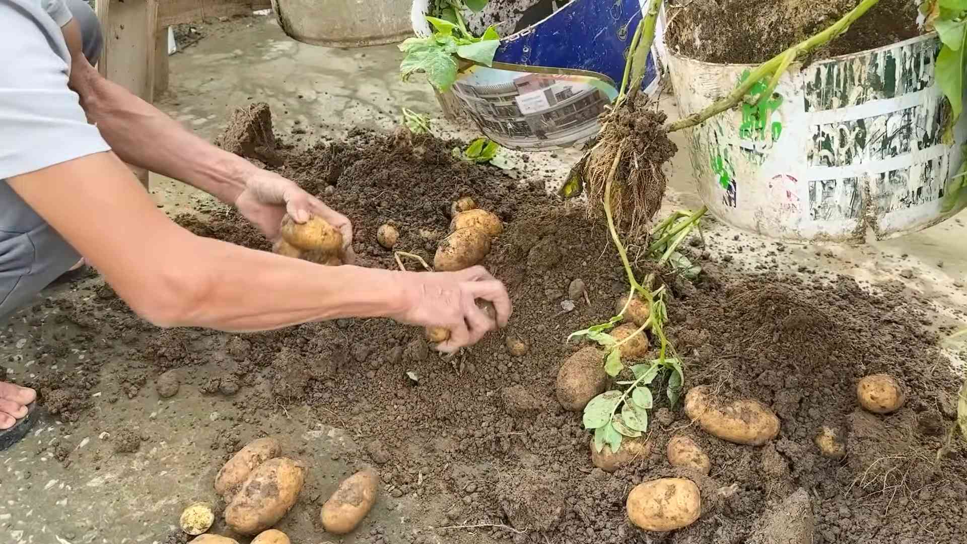 Indoor Potato Growing