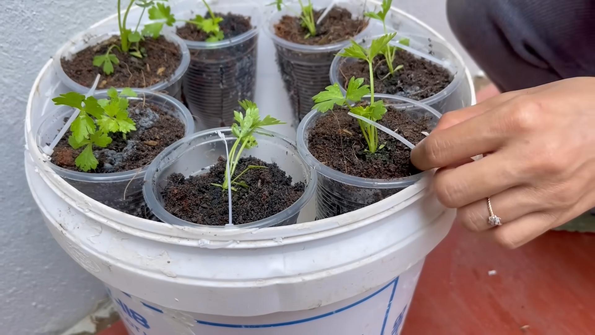 Grow Celery Water Efficiently