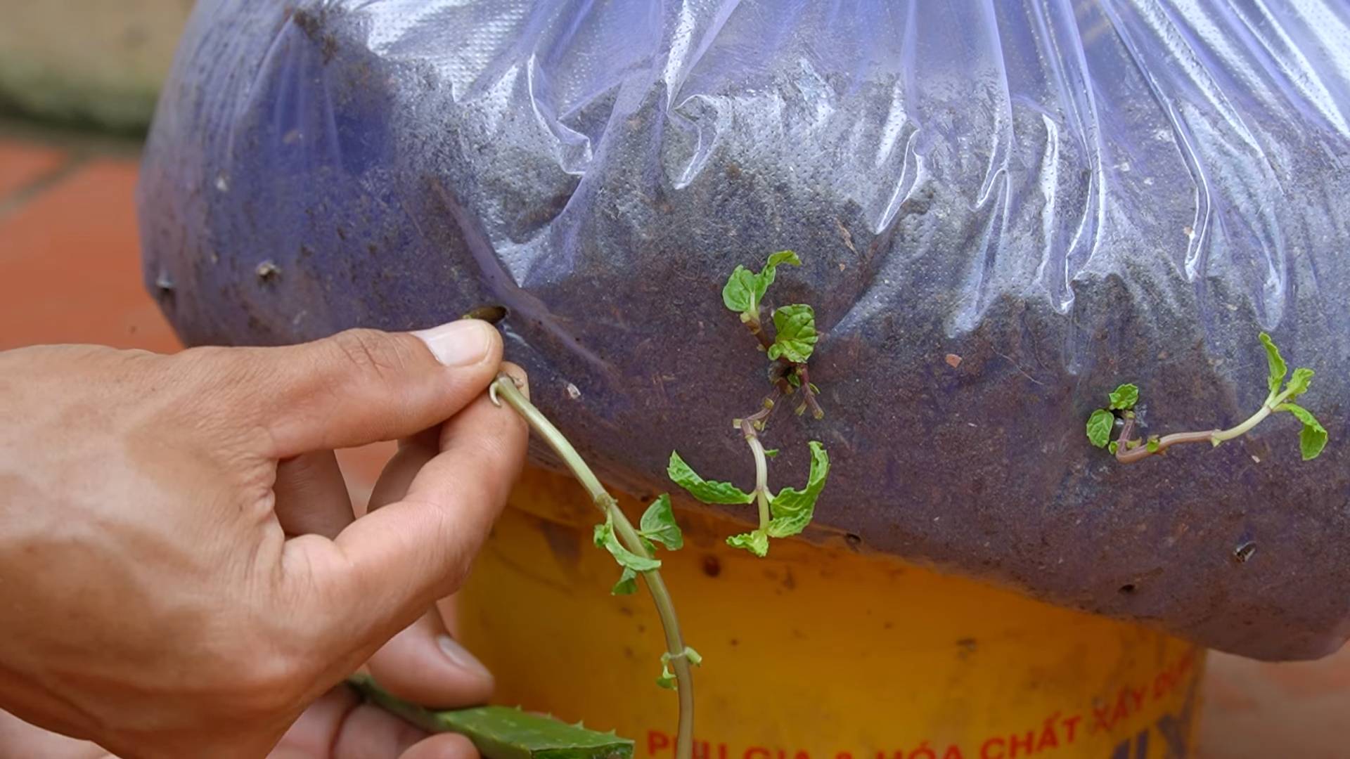 Grow vegetables at home