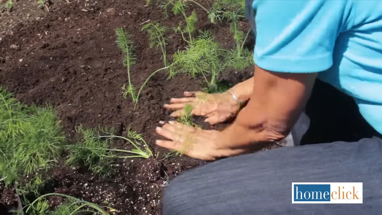 Growing Fennel Urban Garden