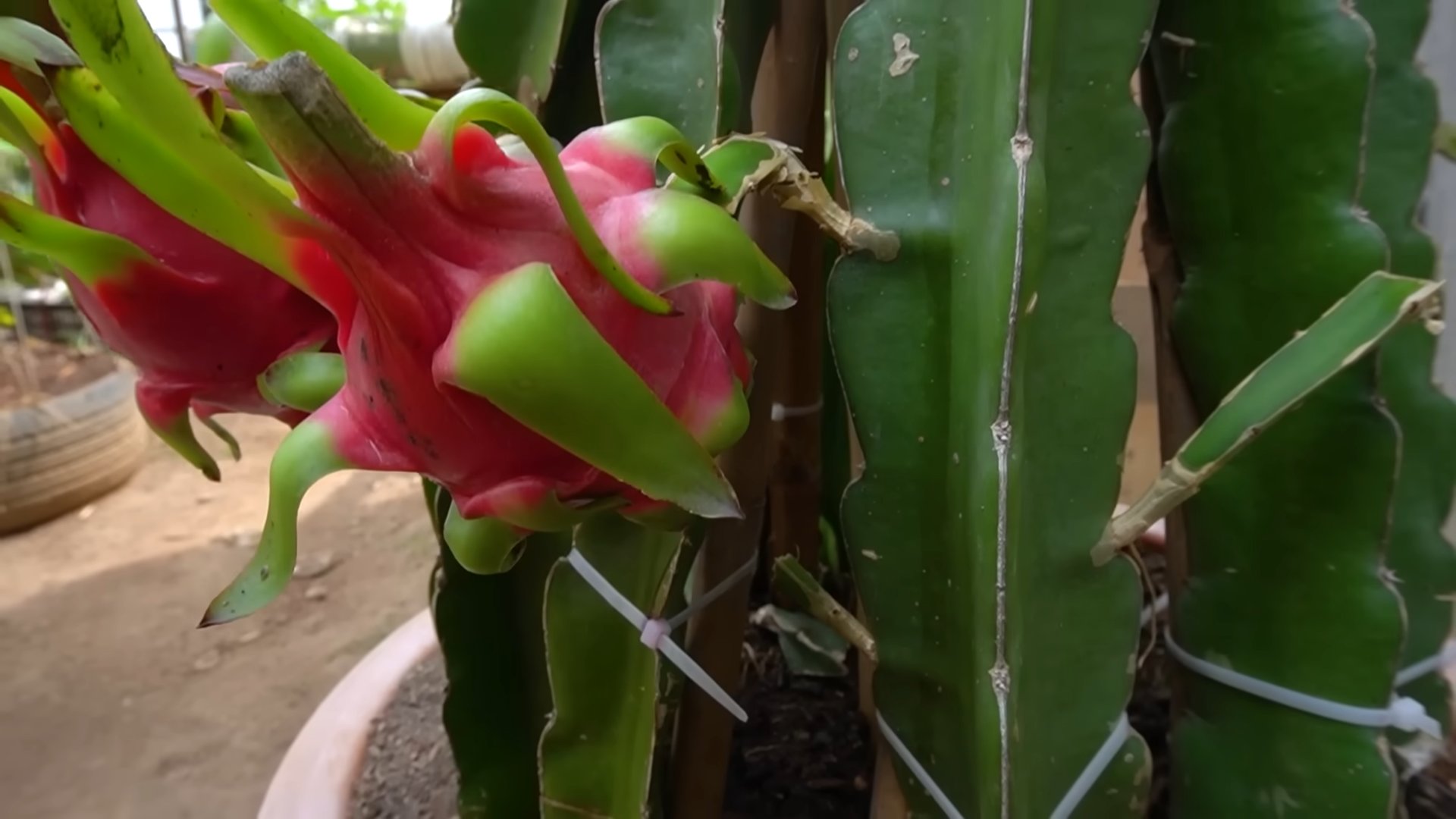 Red Flesh Dragon Fruit Growing