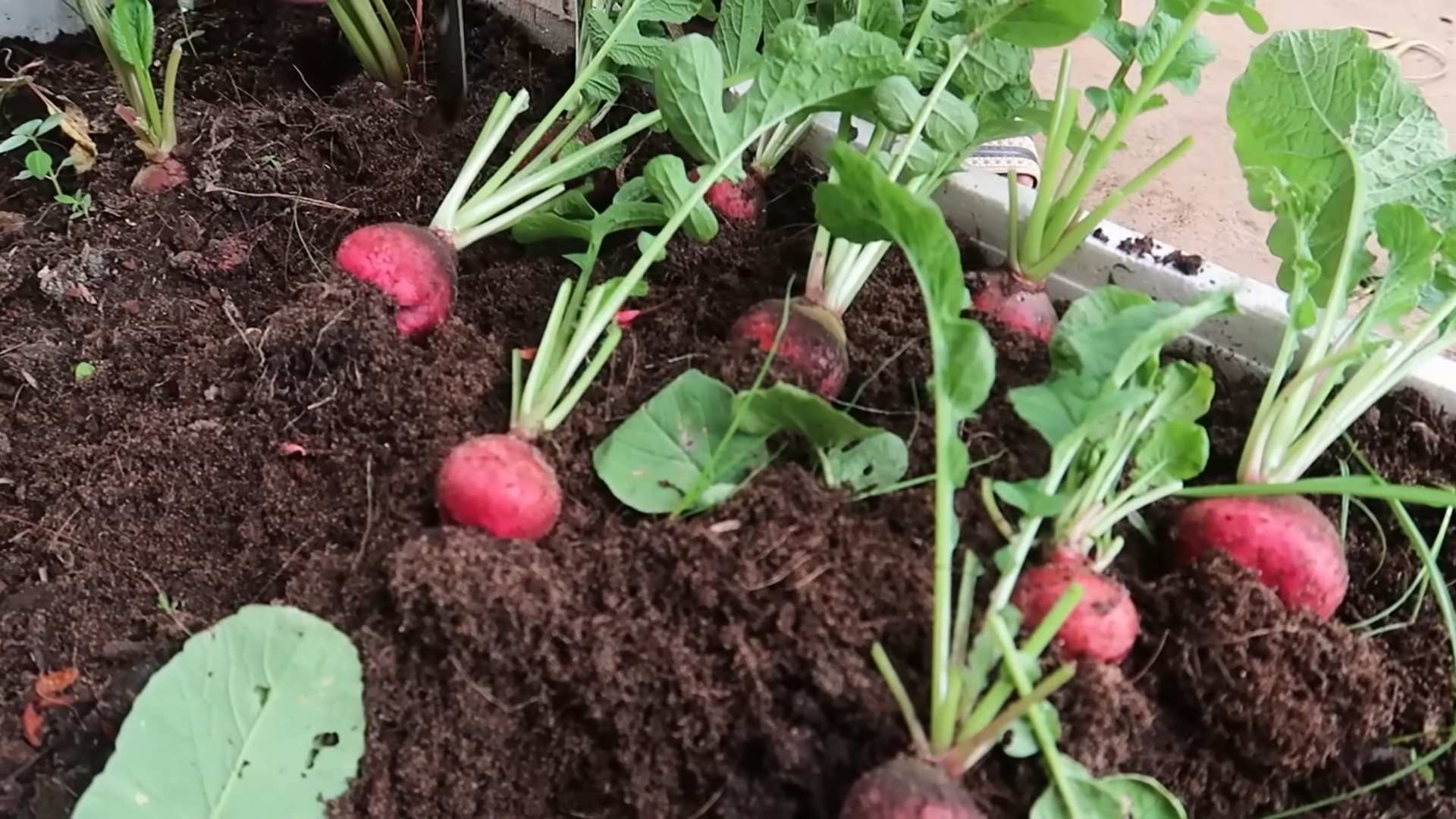Grow Winter Red Radishes