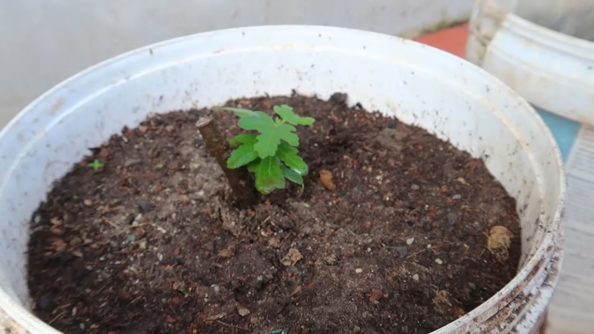 Growing Figs Faster